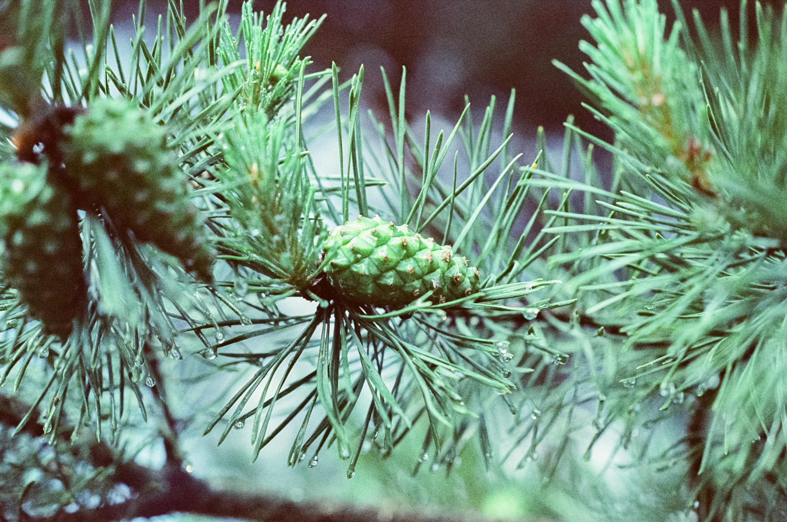 Kodak Vision 3 500T примеры фотографий