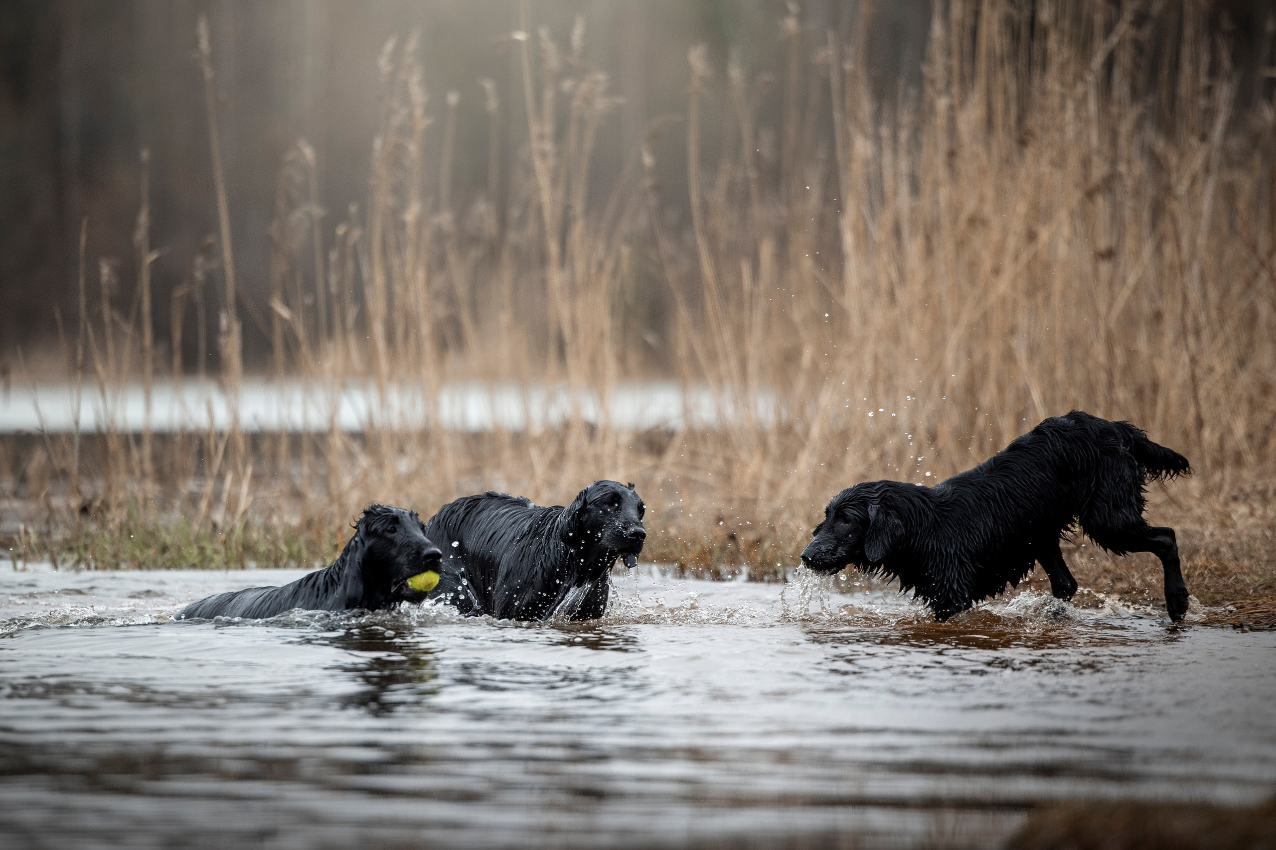 Ора, Ева, Рози и их семья. Фотограф — Анималист | Санкт-Петербург
