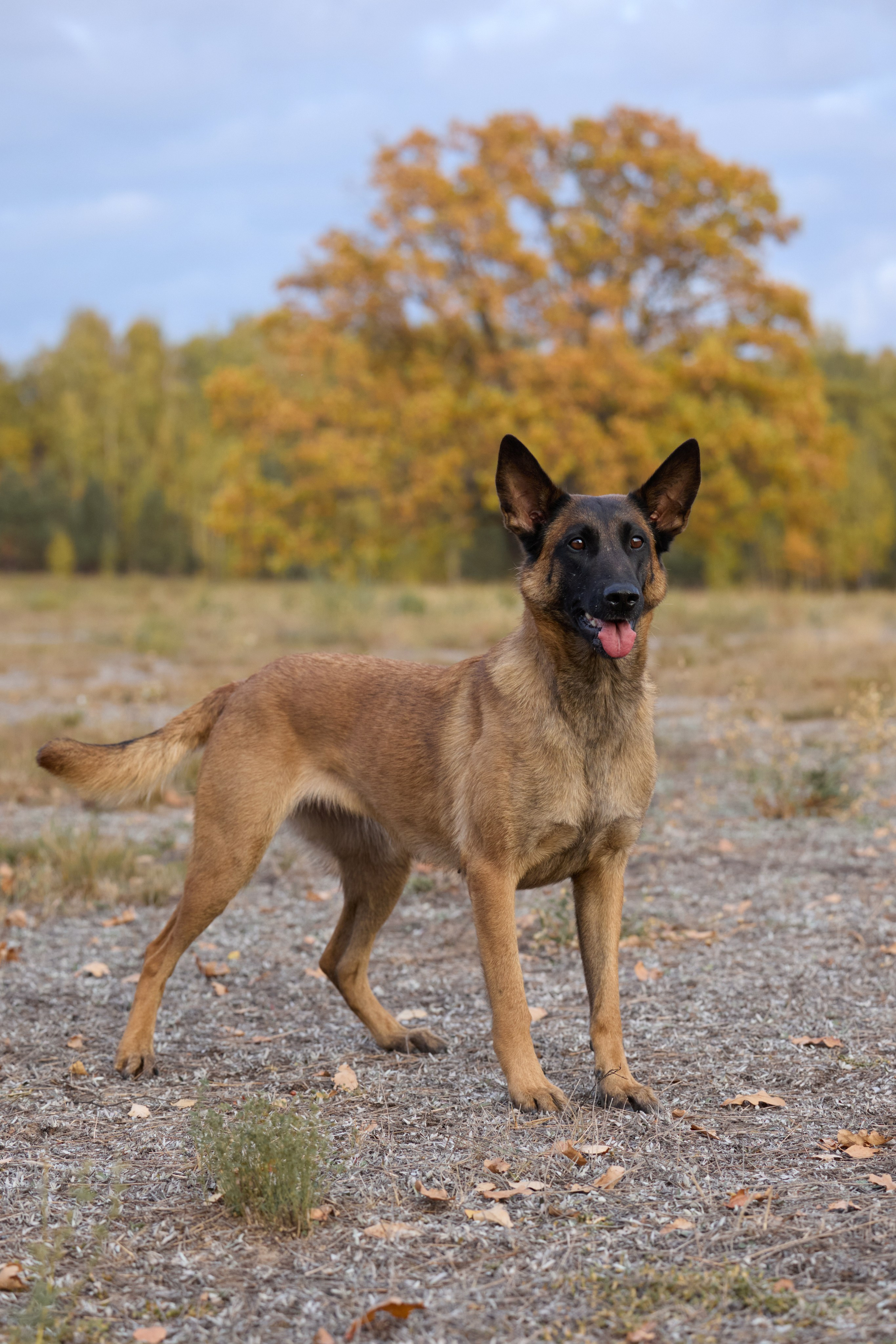 Семейная история. Фотограф анималист в Казани Алина Сулейманова. Фотограф животных
