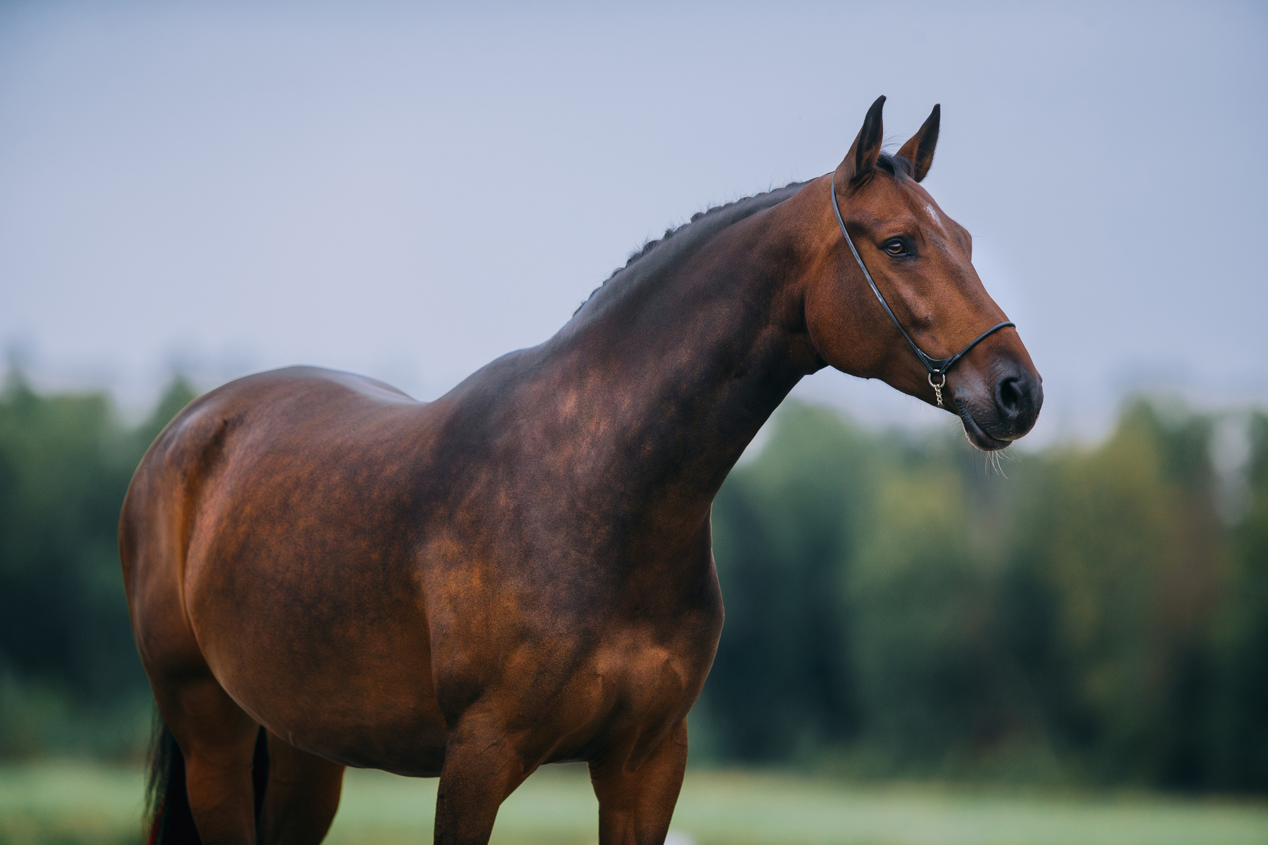 На природе. Фотограф-анималист Ксендзова Кристина