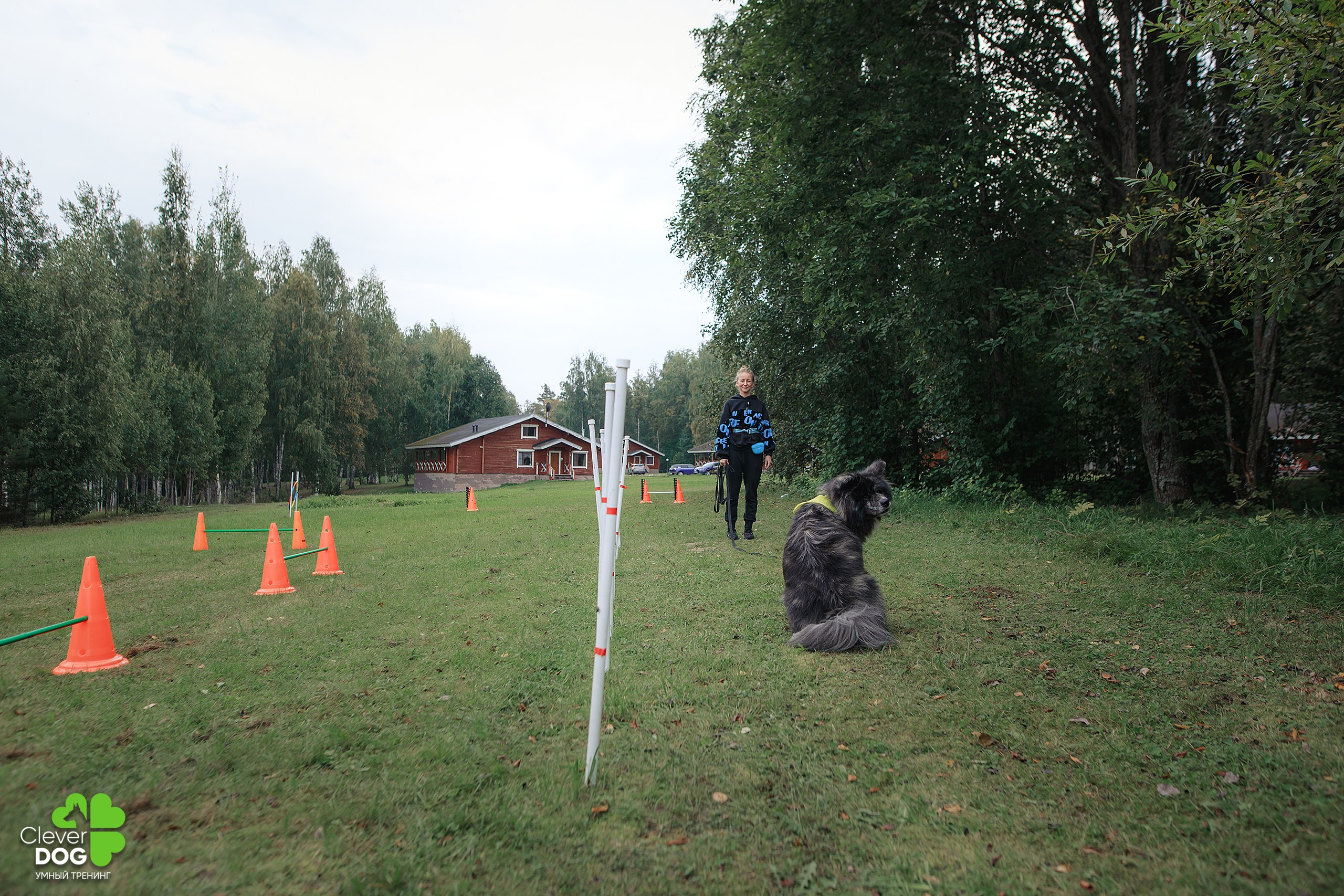 Кинологический лагерь CleverDog, 2024. Фотограф-анималист Mary Mart — Москва, Питер