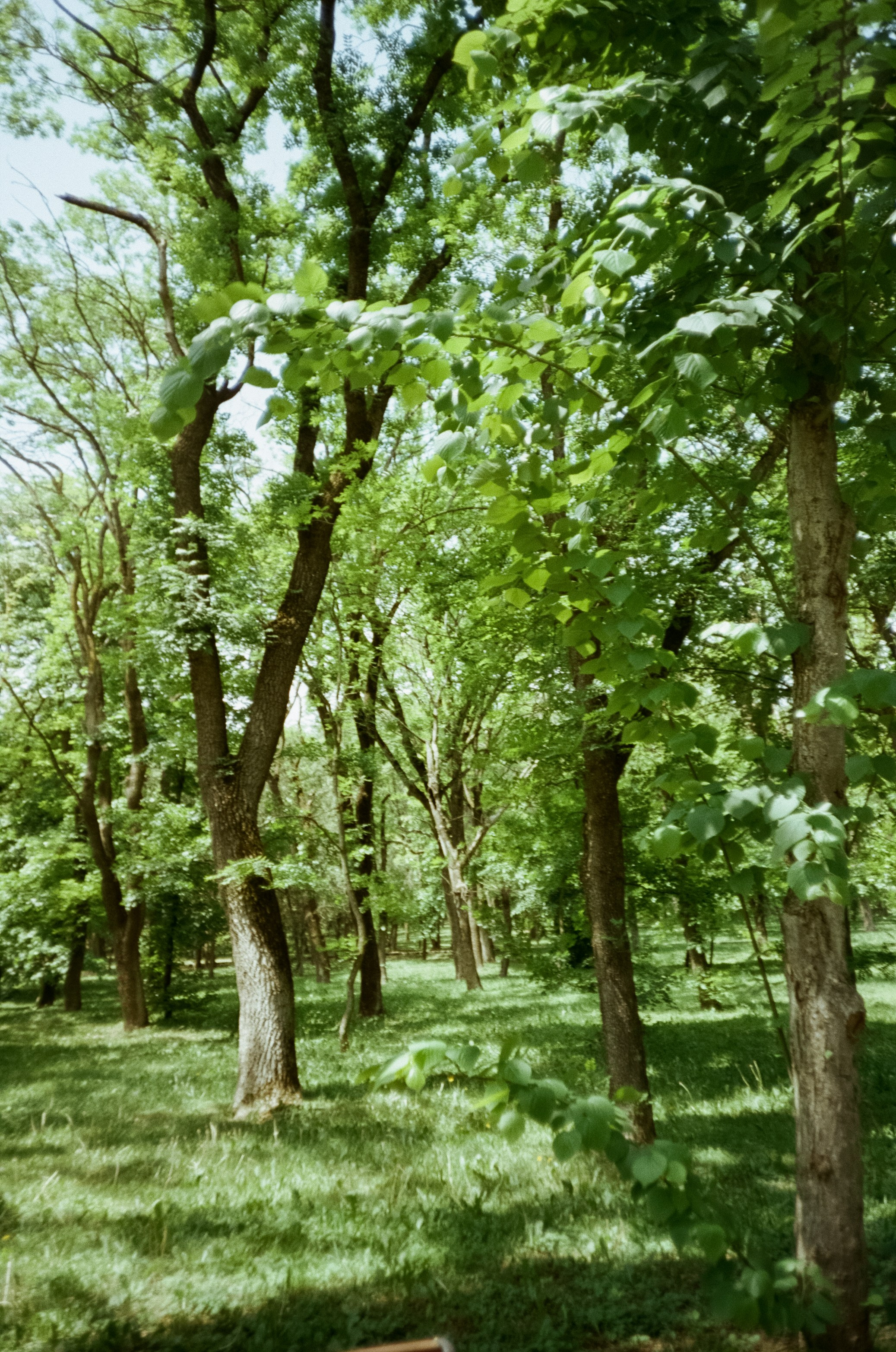 Курортный парк Ессентуков. Прогулка. Фотограф-документалист Мария Осокина