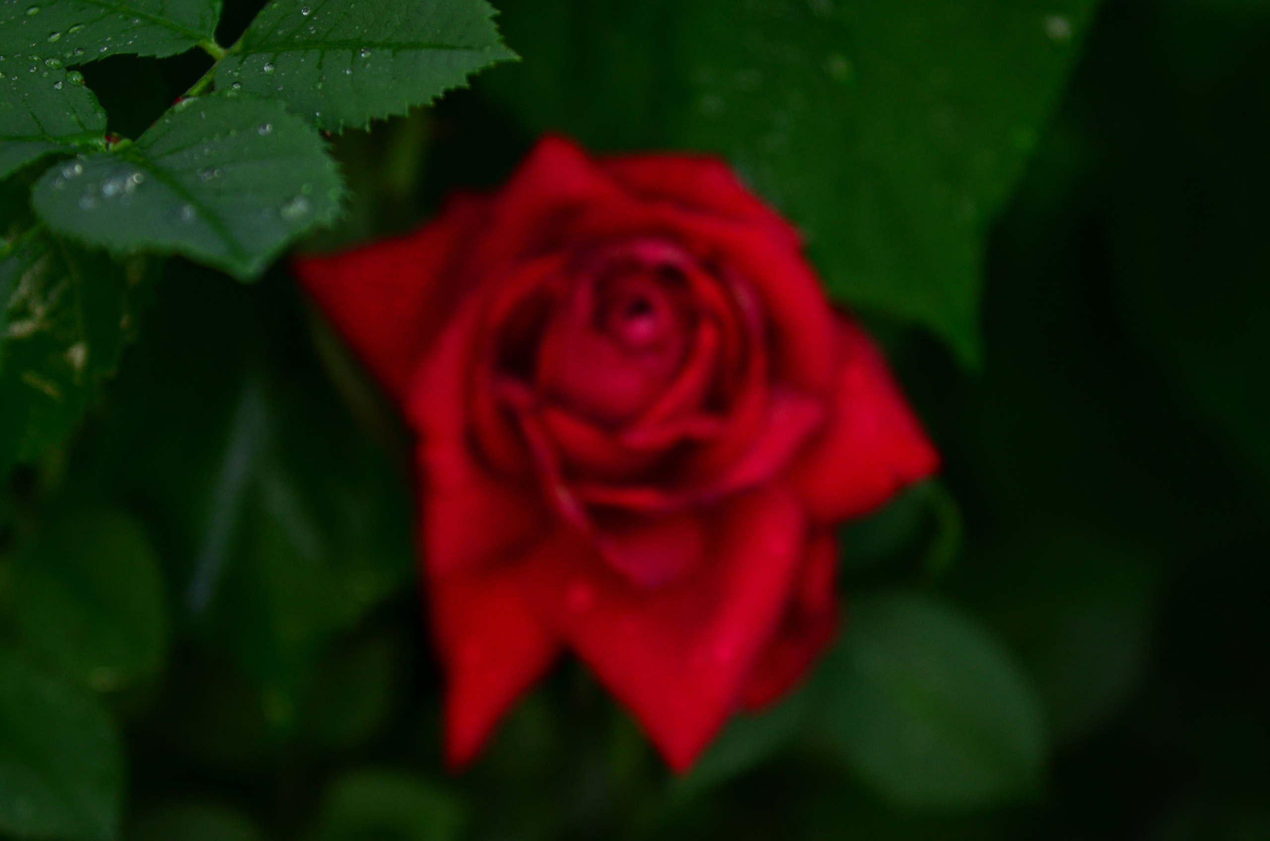 Дары природы. Фотограф viktor viktor