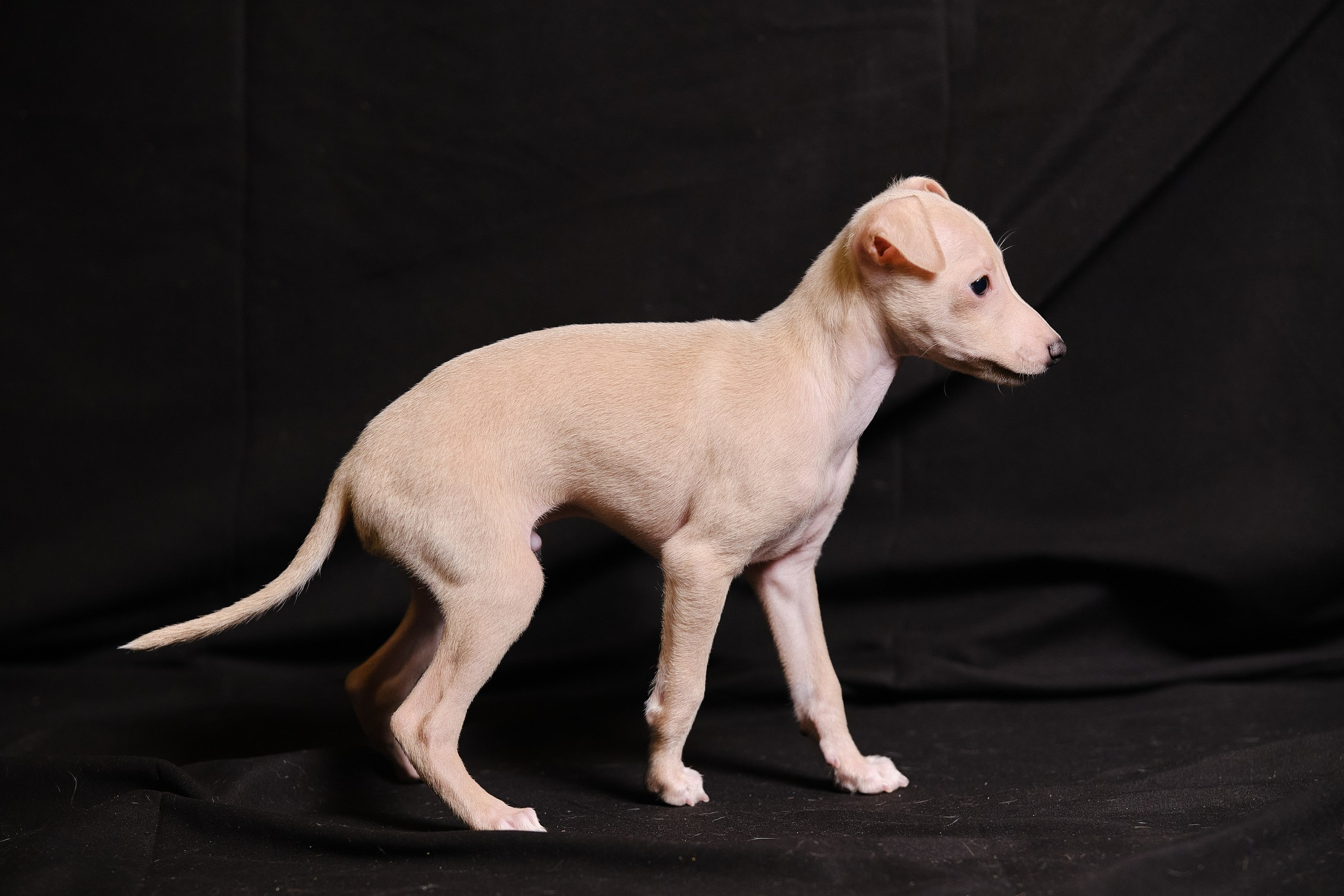 Кремовые детки. Профессиональный питомник левреток РКФ/FCI ASTI SAPPHIRE 💎 Сочи|Санкт-Петербург