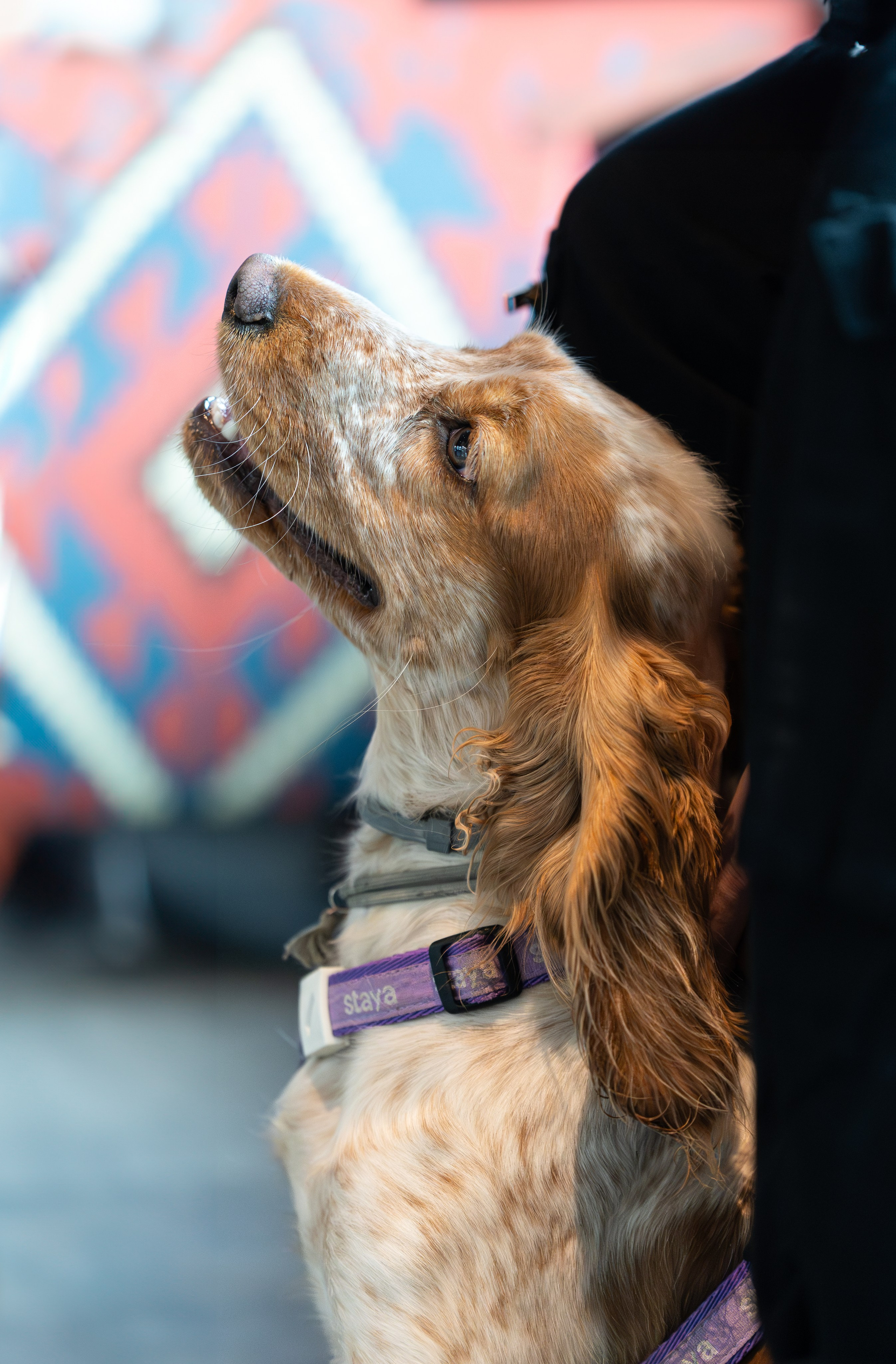 Animals. Arseny Sapelkin