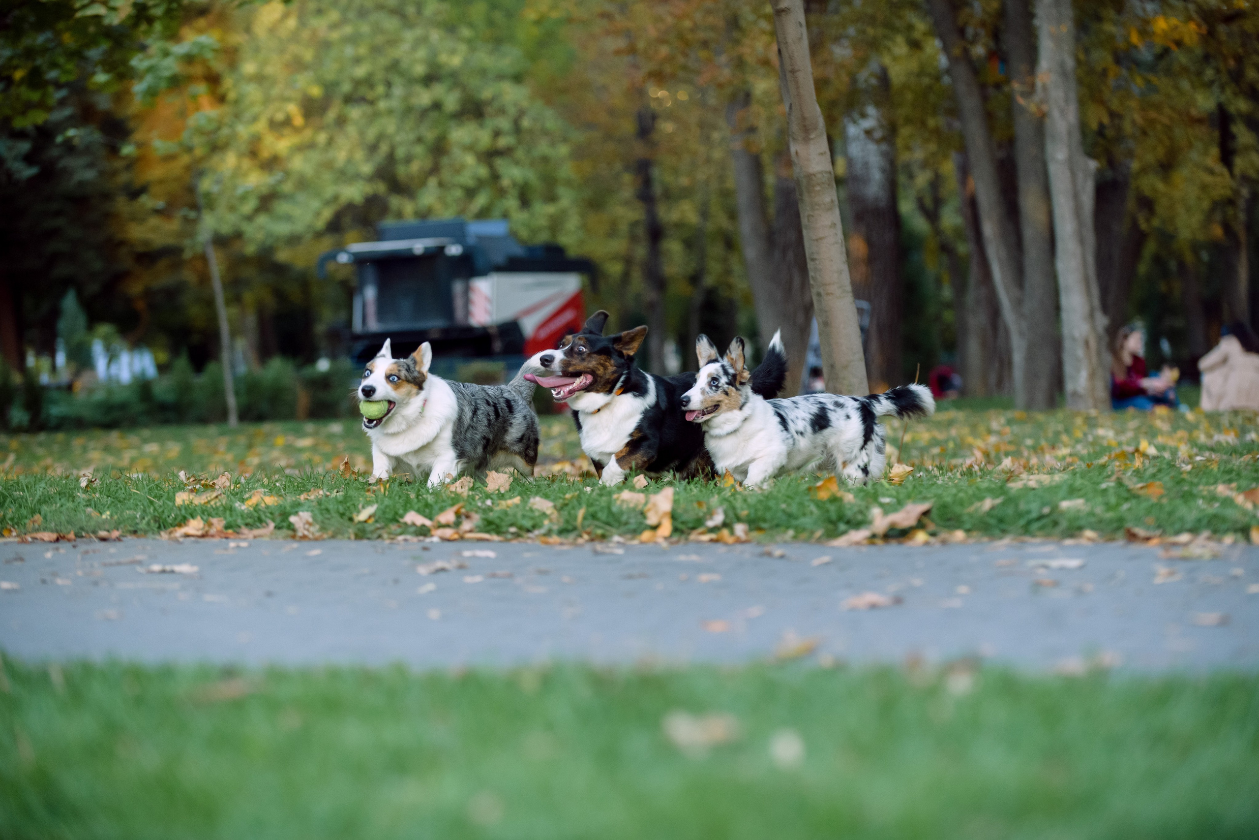 Оля и Ваня с собаками. Фотограф в Ростове-на-Дону Маркер Елена