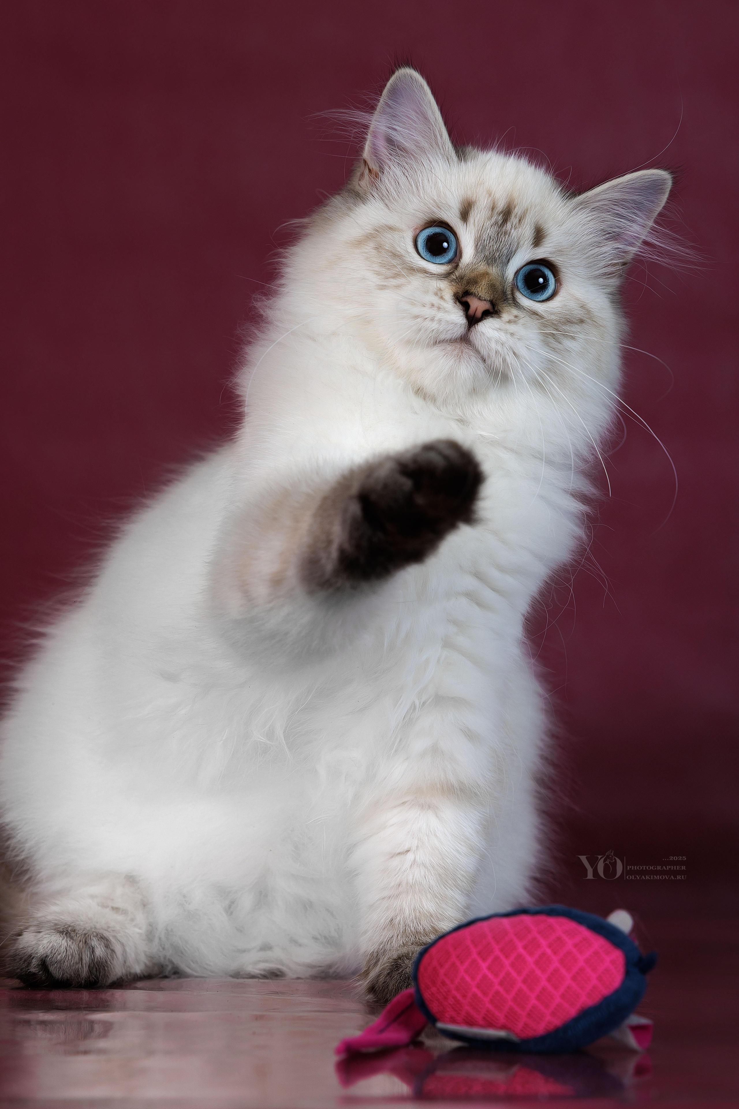 Кошки. Фотограф