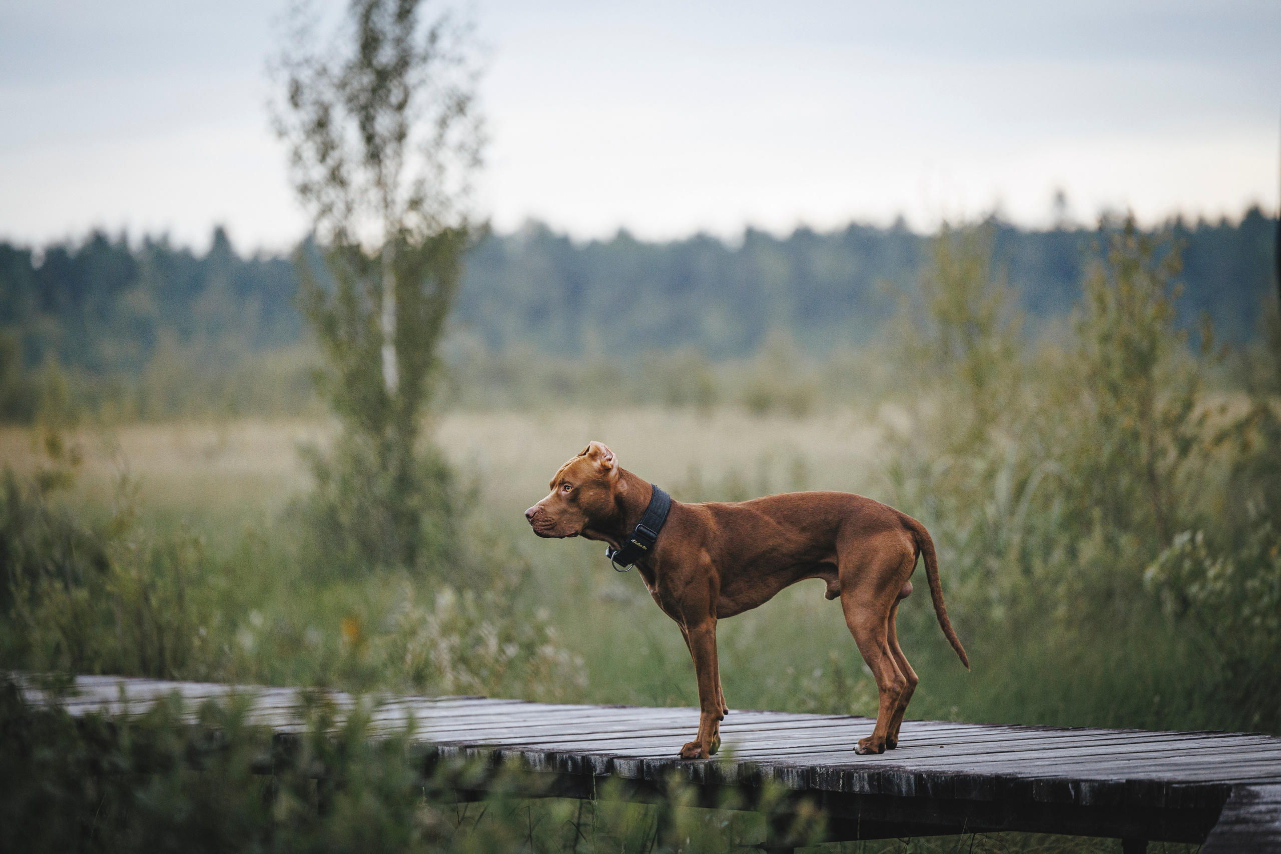 Яна и Энди. Фотограф-анималист Анна Маринич