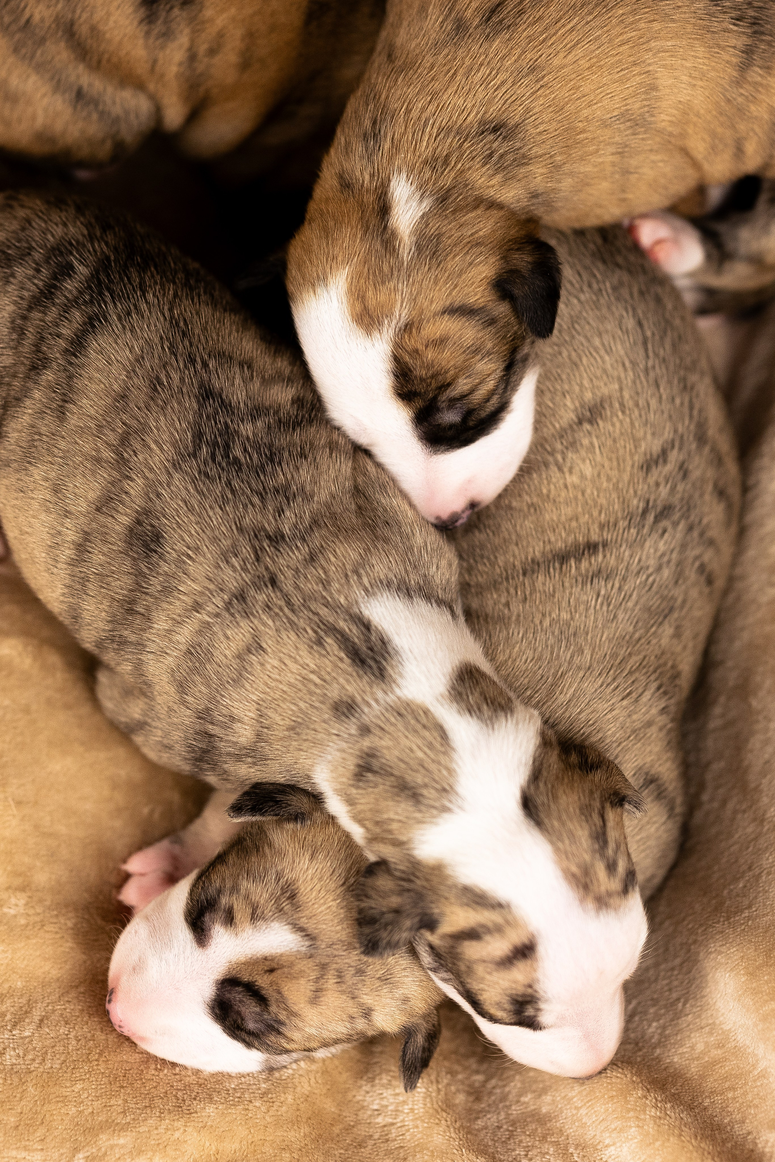 Уиппет. Фотограф и видеограф анималист Аганина Дарья