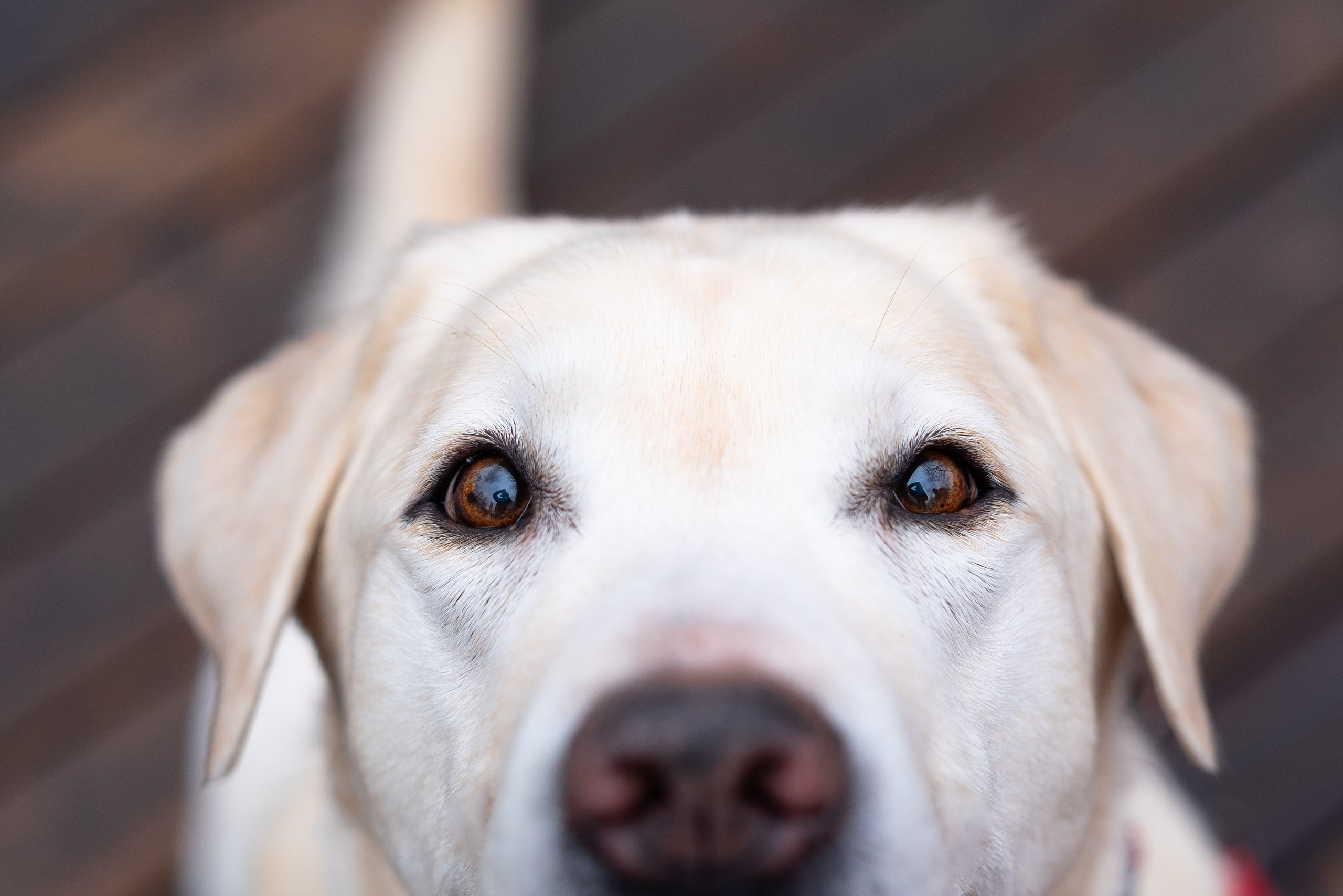 Фотограф и видеограф анималист Аганина Дарья