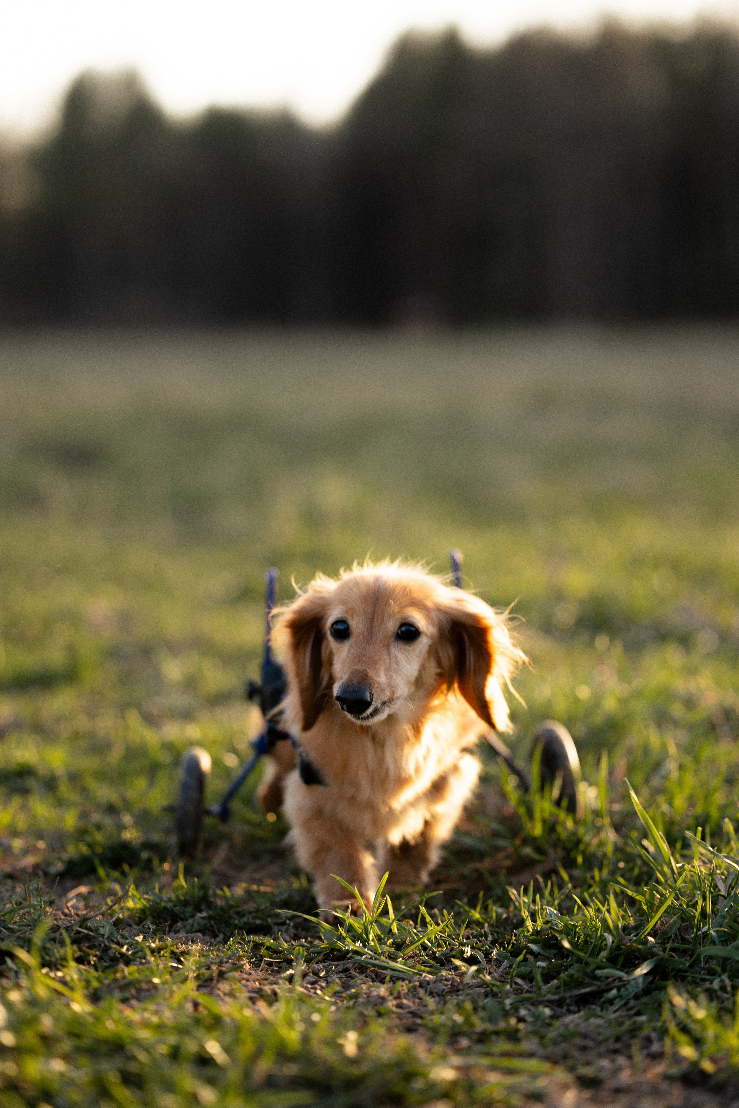 Разношерстная компания. Фотограф и видеограф анималист Аганина Дарья