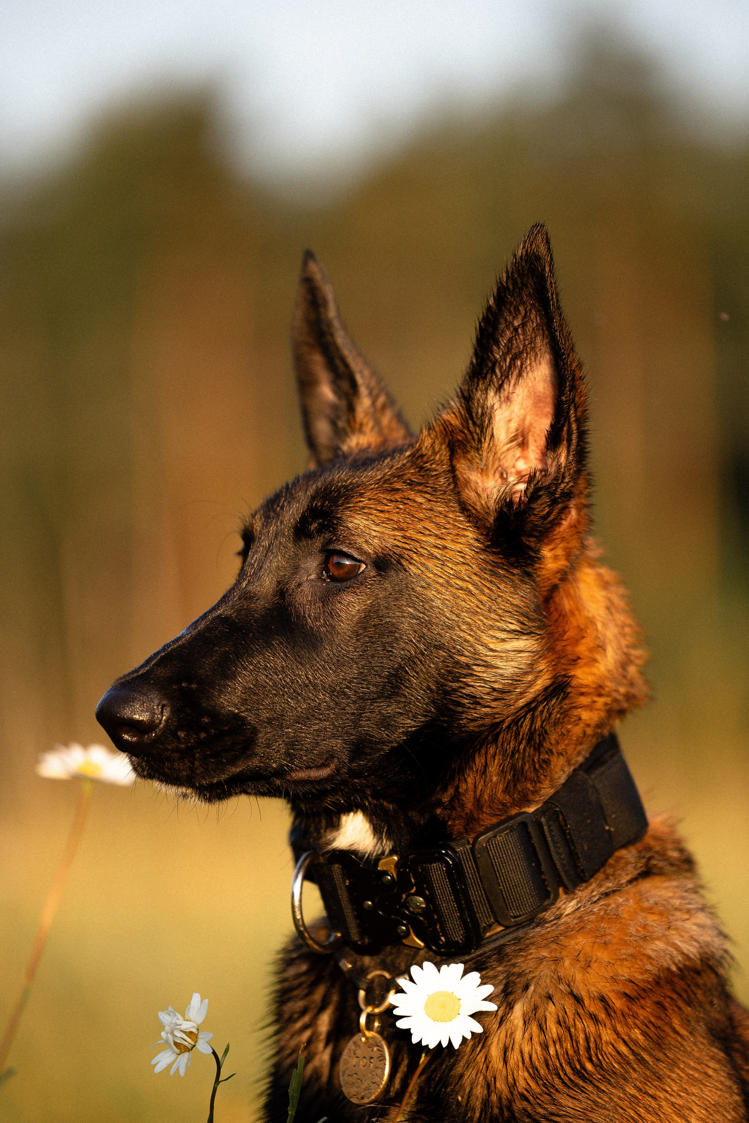 Галина и Лоя. Фотограф и видеограф анималист Аганина Дарья