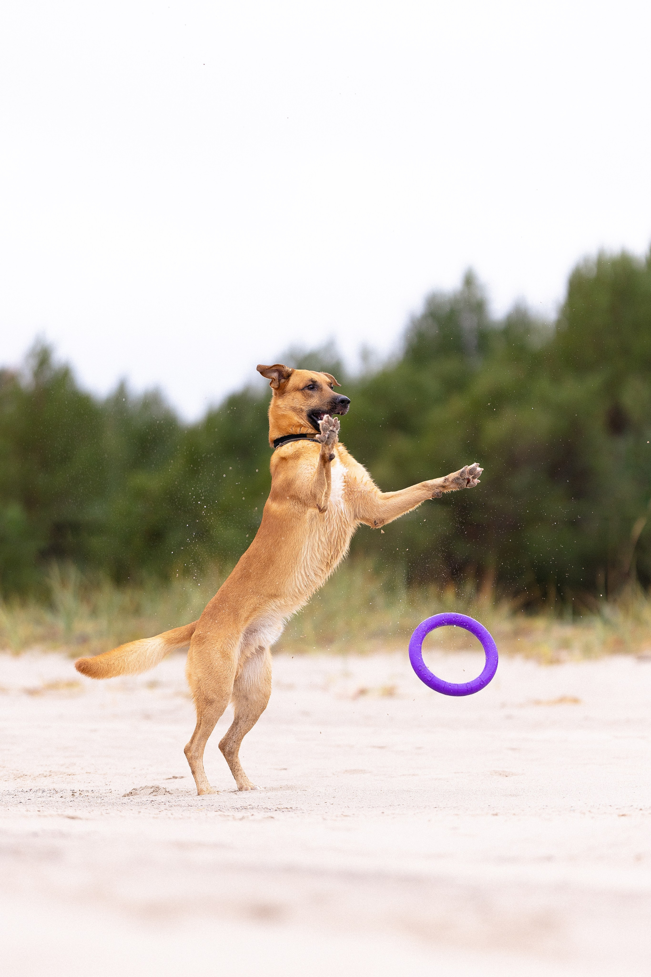 Karelia. Фотограф и видеограф анималист Аганина Дарья