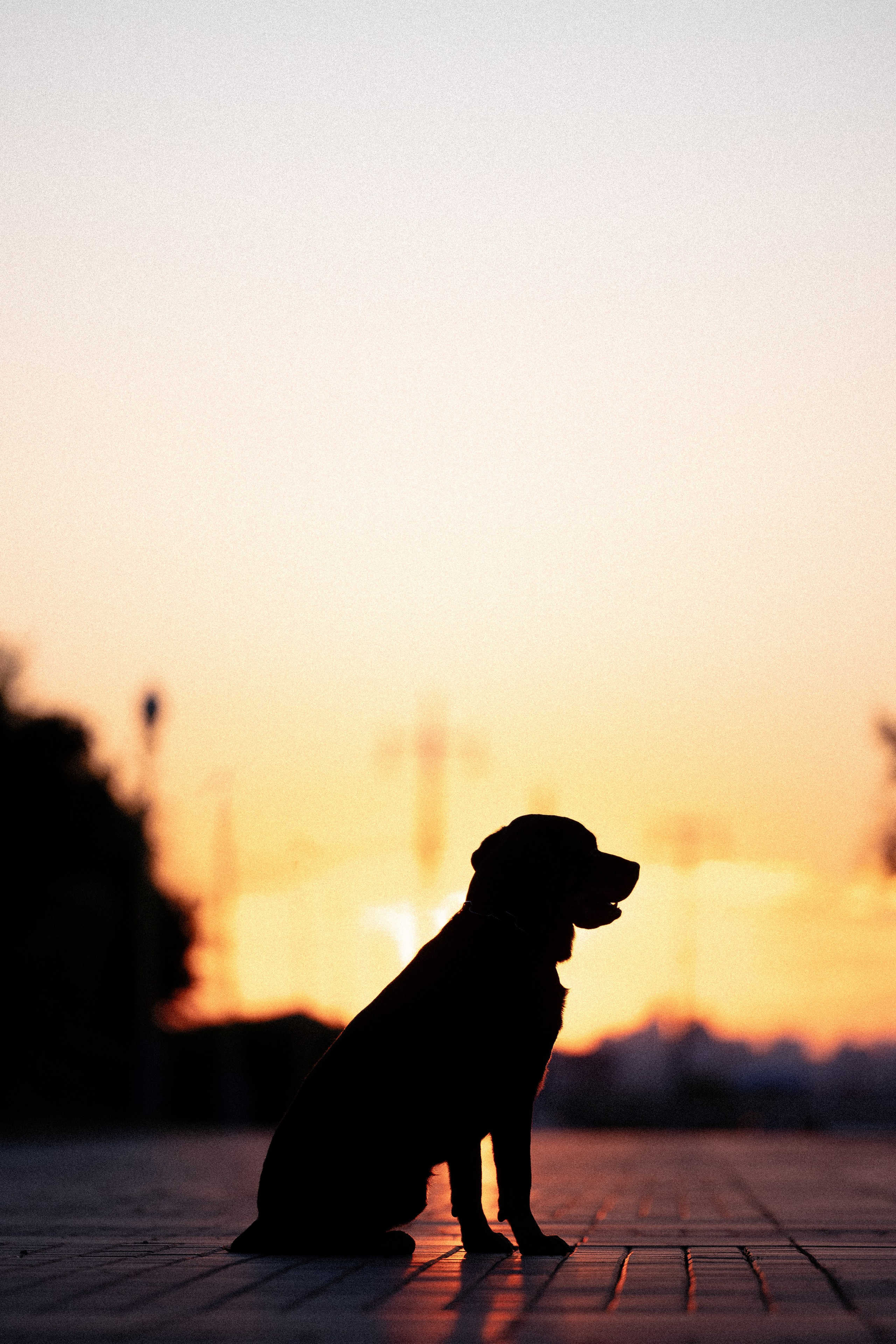 Катя, Леша, Лея и Трой. Фотограф и видеограф анималист Аганина Дарья