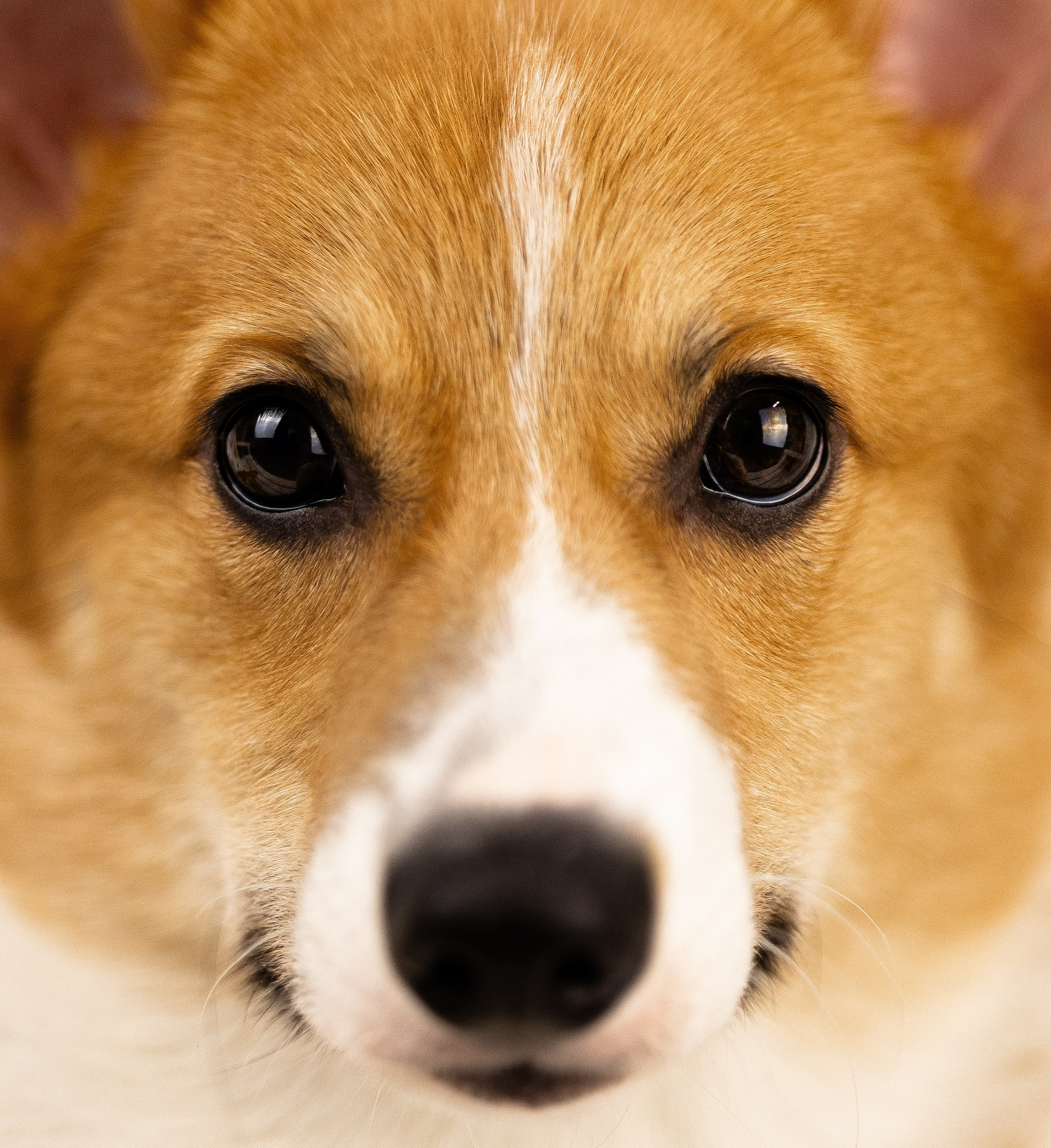 Корги. Фотограф и видеограф анималист Аганина Дарья