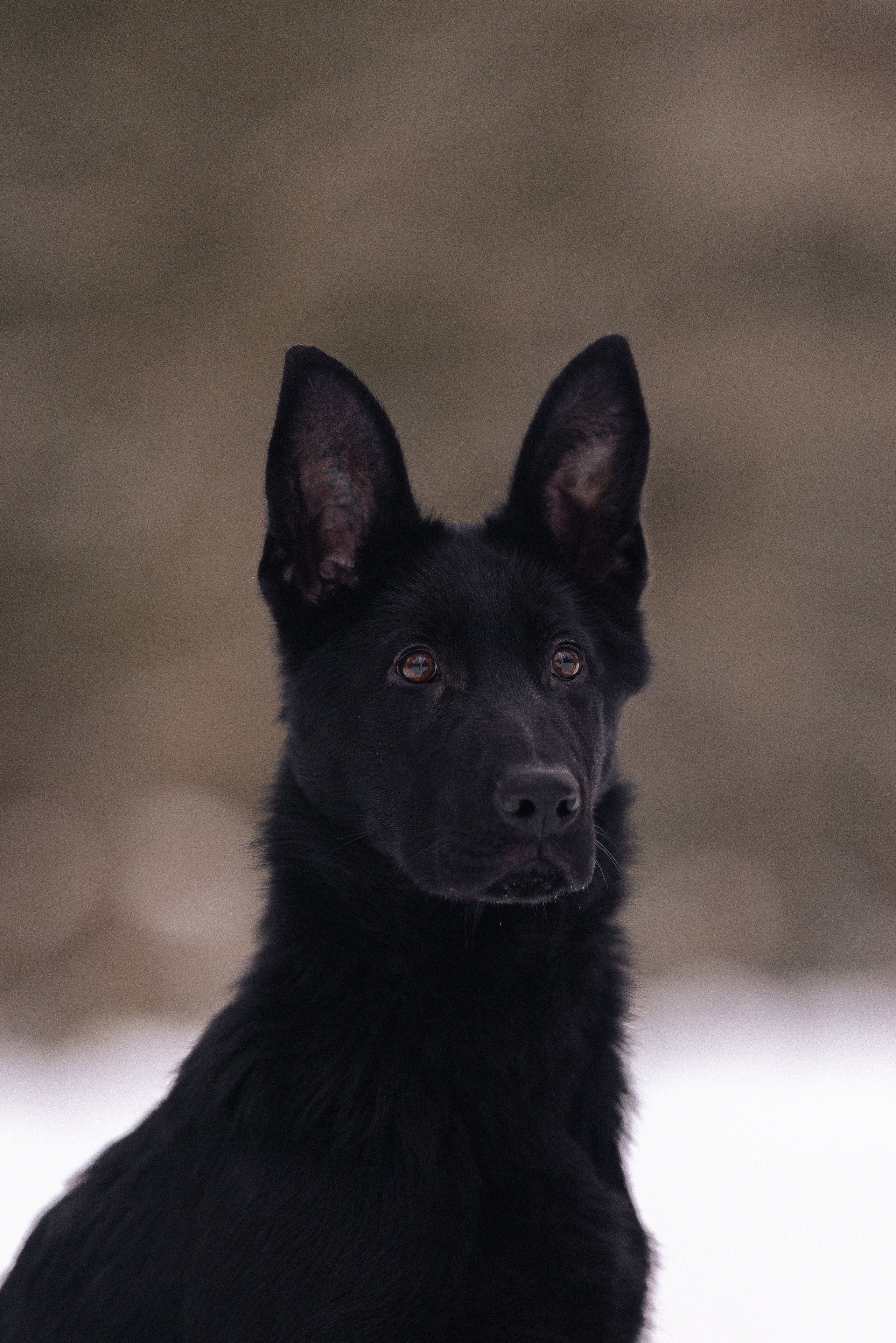 Немецкая овчарка. Фотограф и видеограф анималист Аганина Дарья