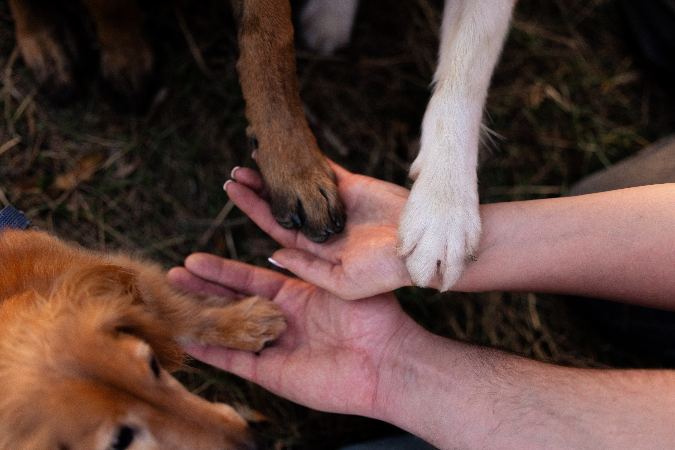 Разношерстная компания. Фотограф и видеограф анималист Аганина Дарья