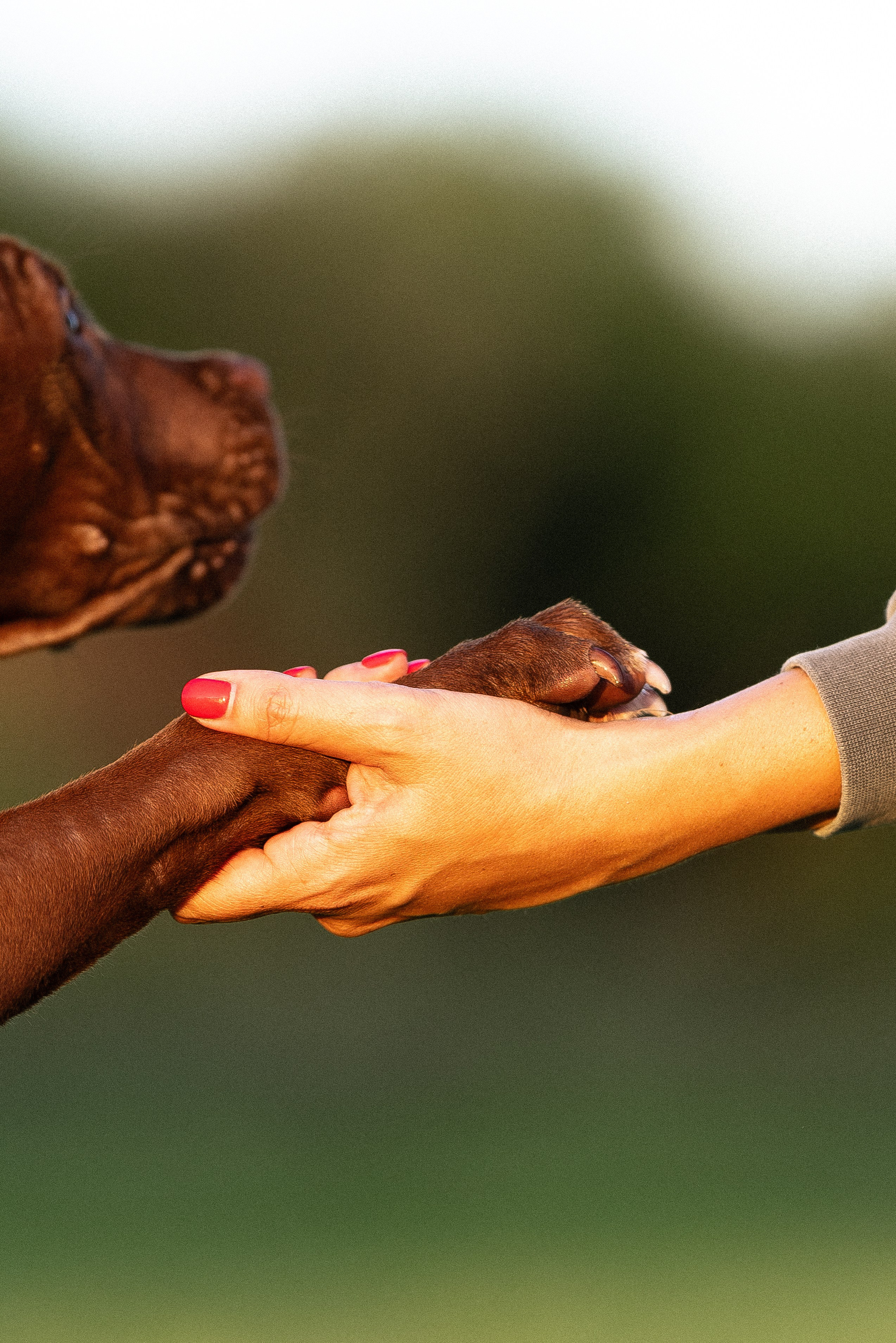 Елена и Хан. Фотограф и видеограф анималист Аганина Дарья