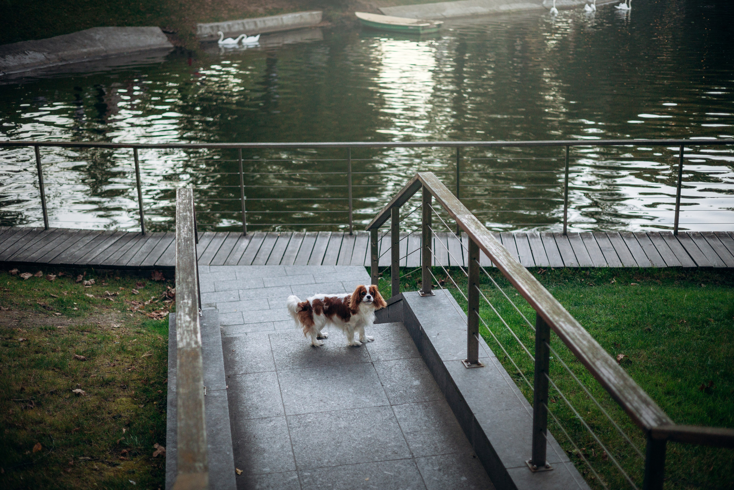 Юлия и Мия. Фотограф — Анималист | Санкт-Петербург