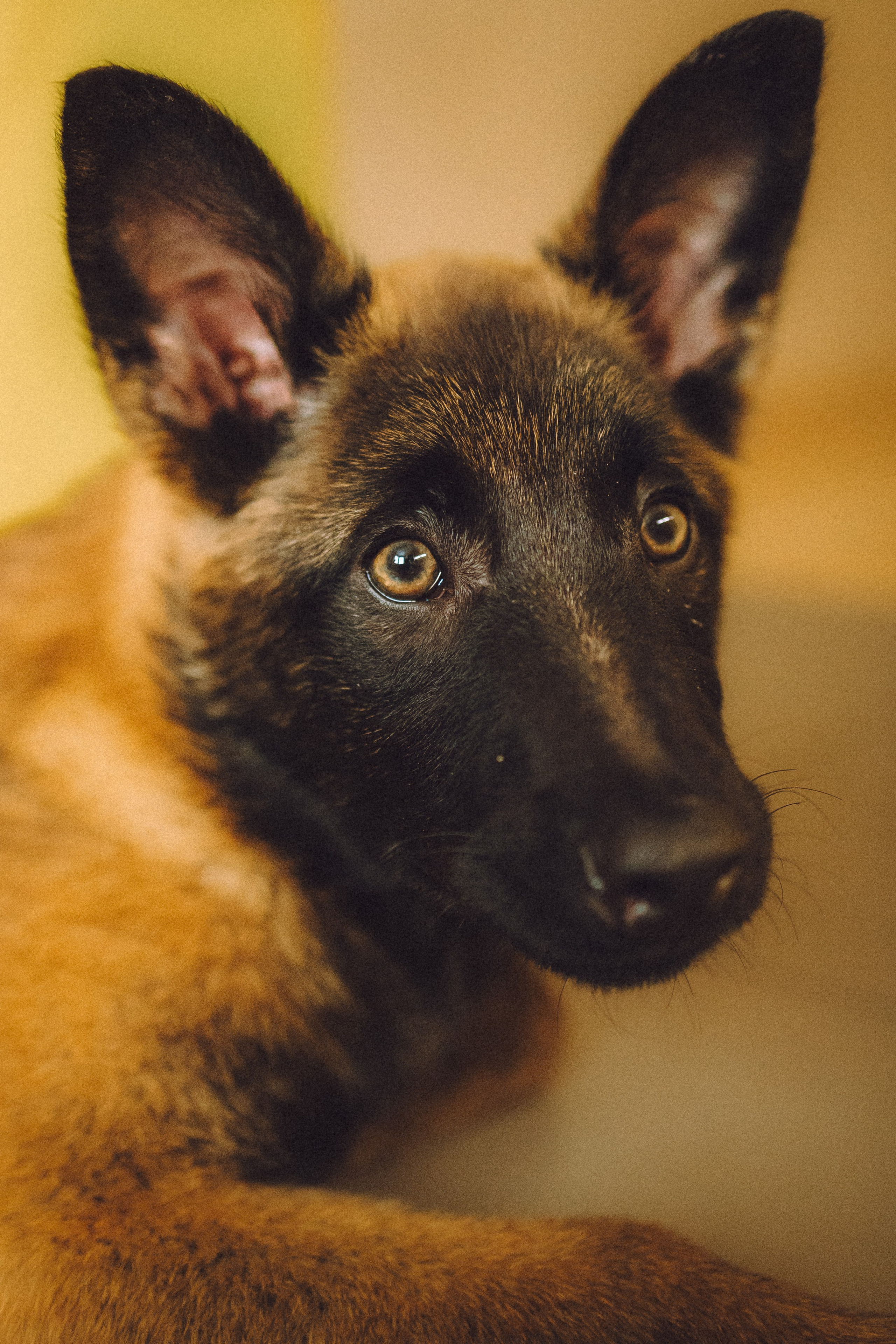 Ира, Андрей, Бэлла и Панда