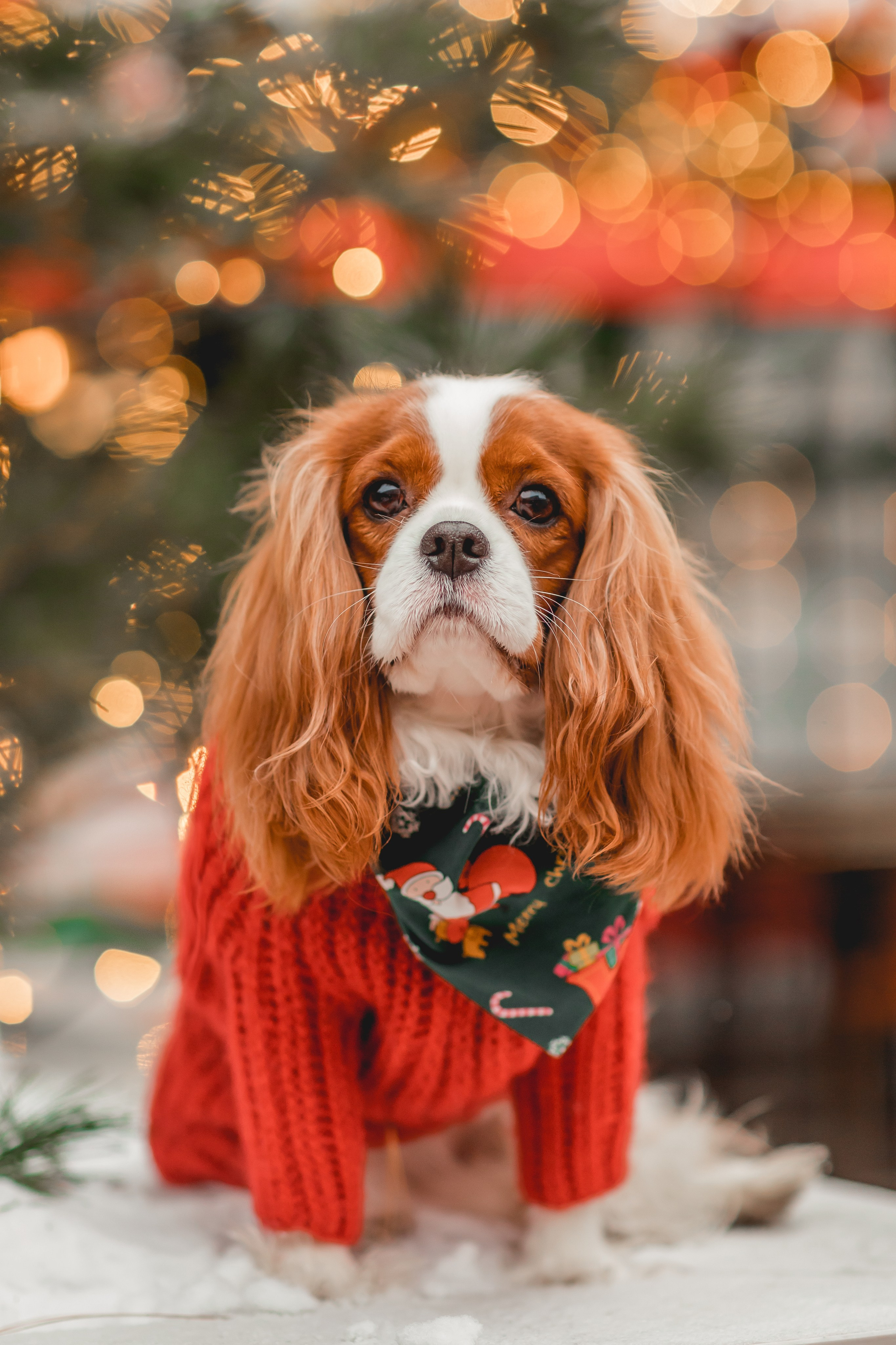 Татьяна и Хэппи. Семейный фотограф анималист Мария Крючкова