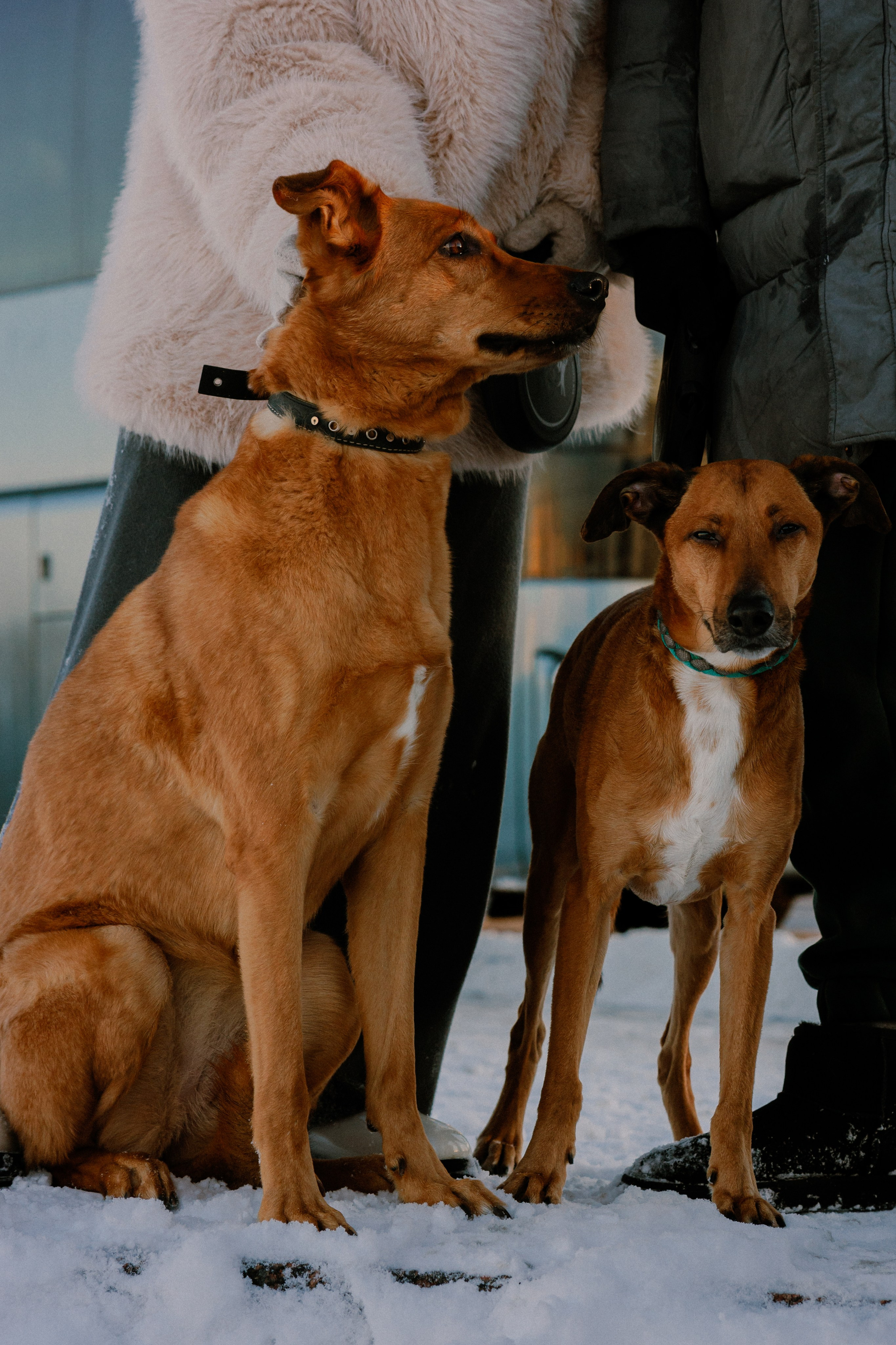 Лора и Бони в СПб. Фотограф в Санкт-Петербурге Алёна Губинская