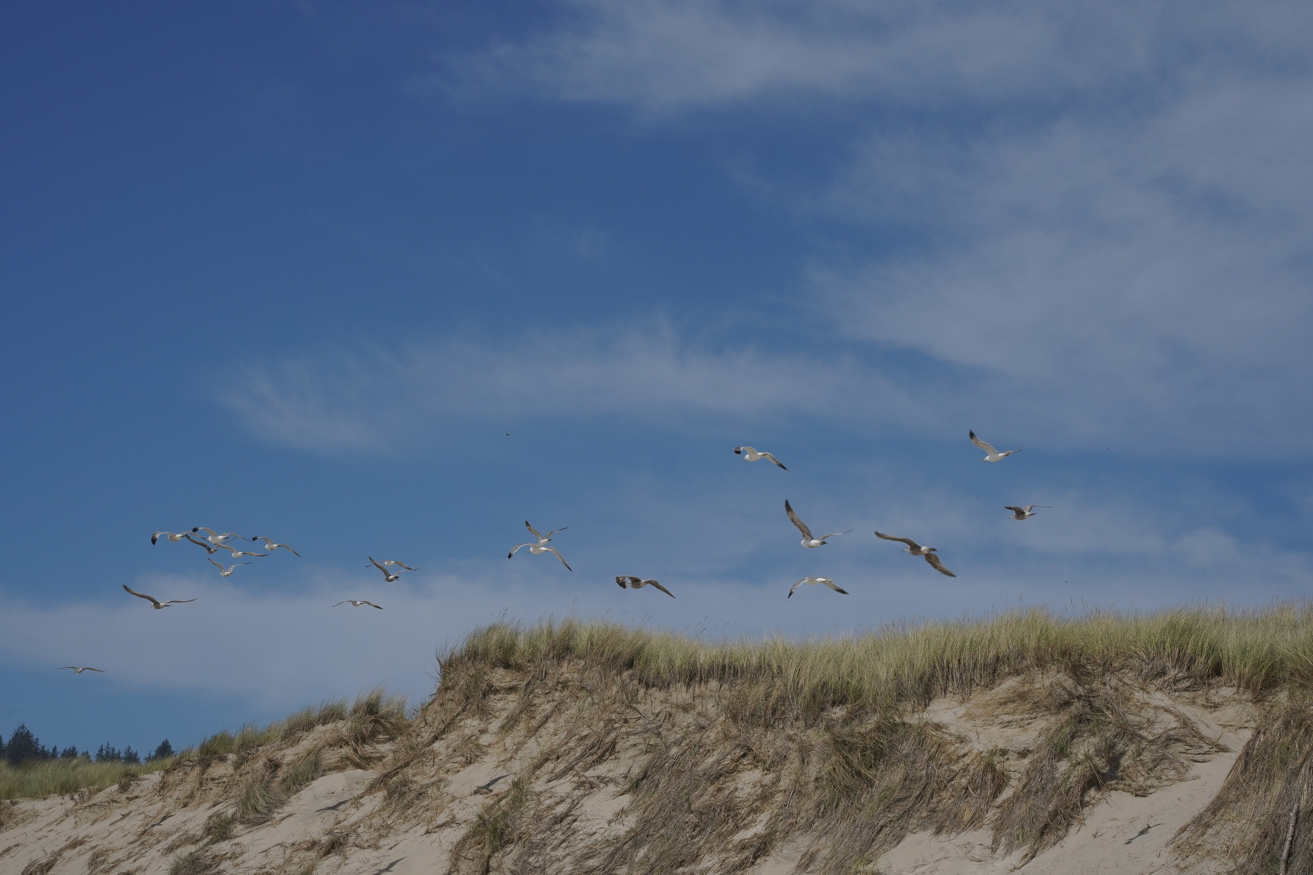 Ocean’s atmosphere. Elopement & wedding photographer in Seattle, WA