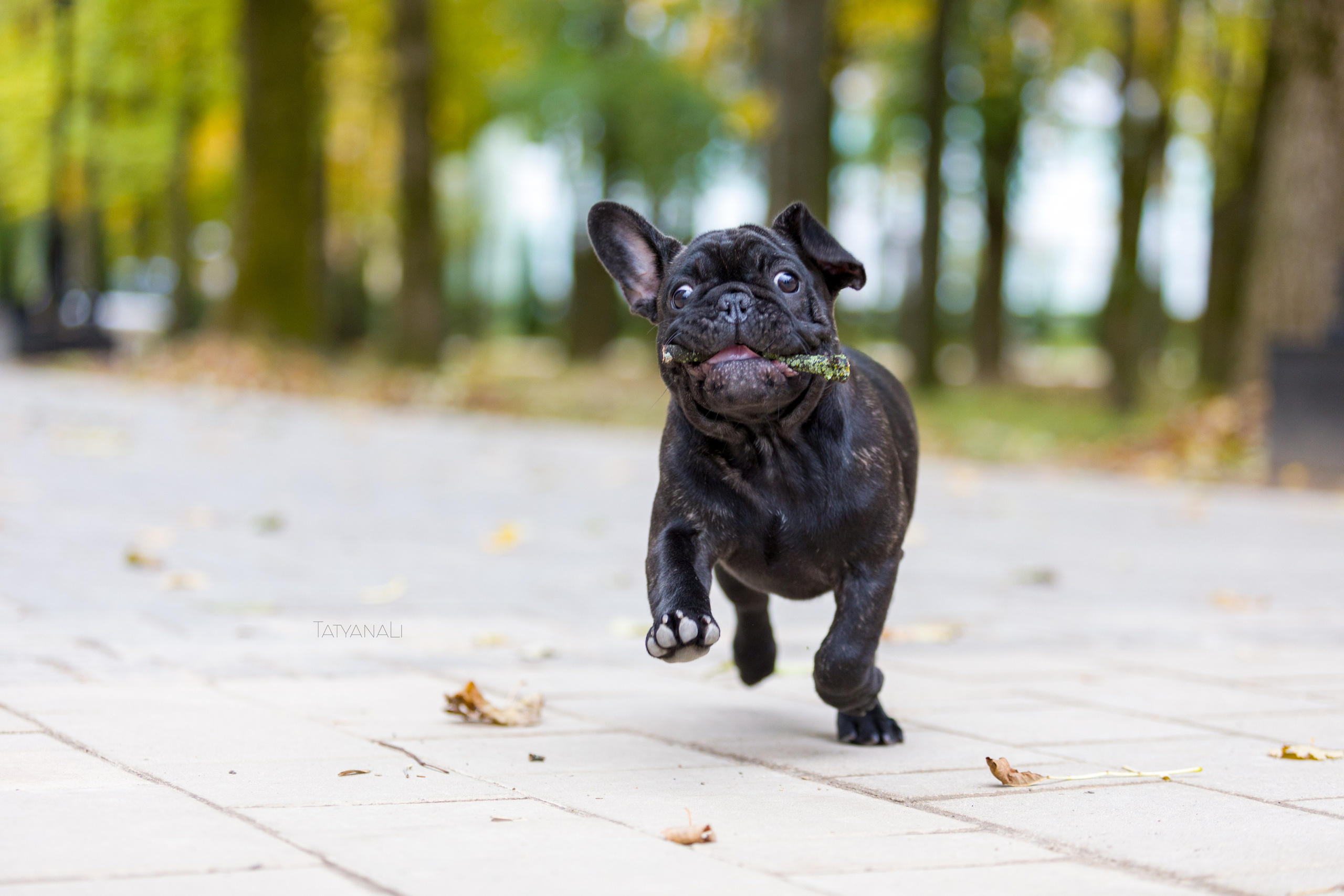 Французкий бульдог. Фотограф — анималист Татьяна Ли