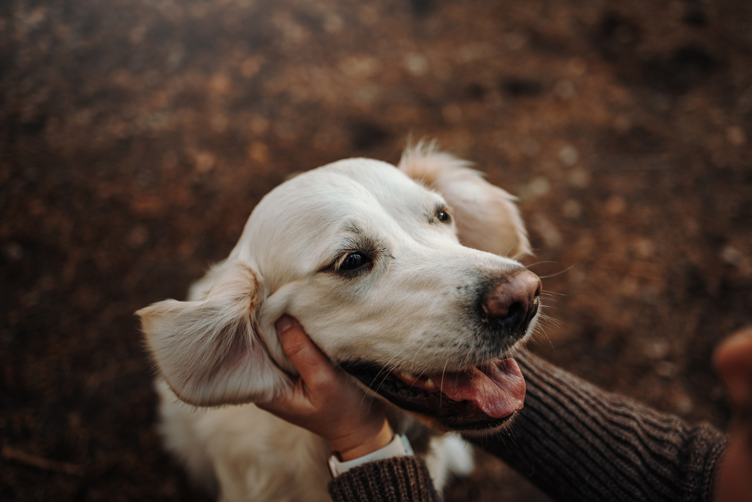 Катя и ее девочки. Фотограф — Анималист | Санкт-Петербург