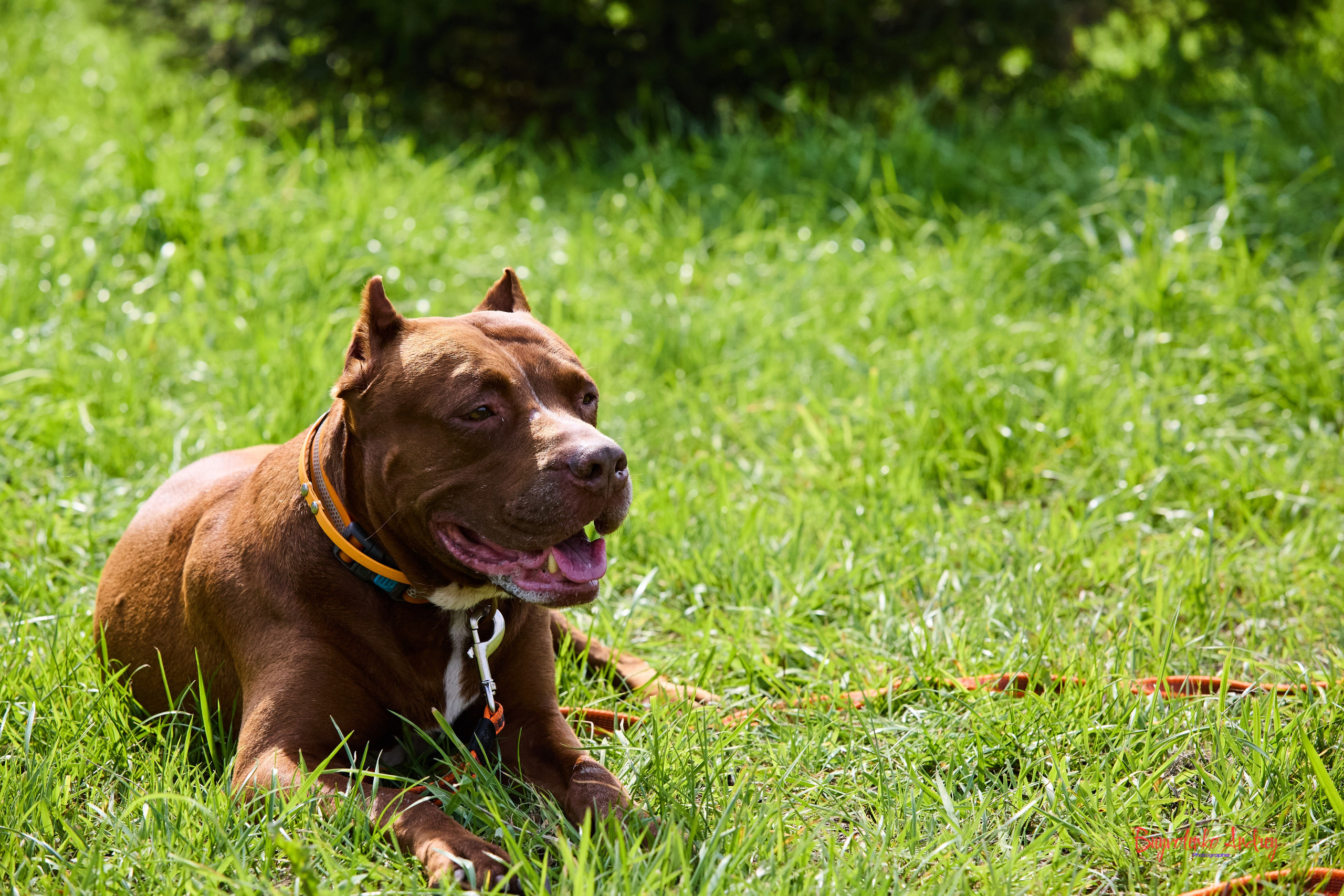 Проект фотопрогулка с хвостиком. Buyvolenko Andrey