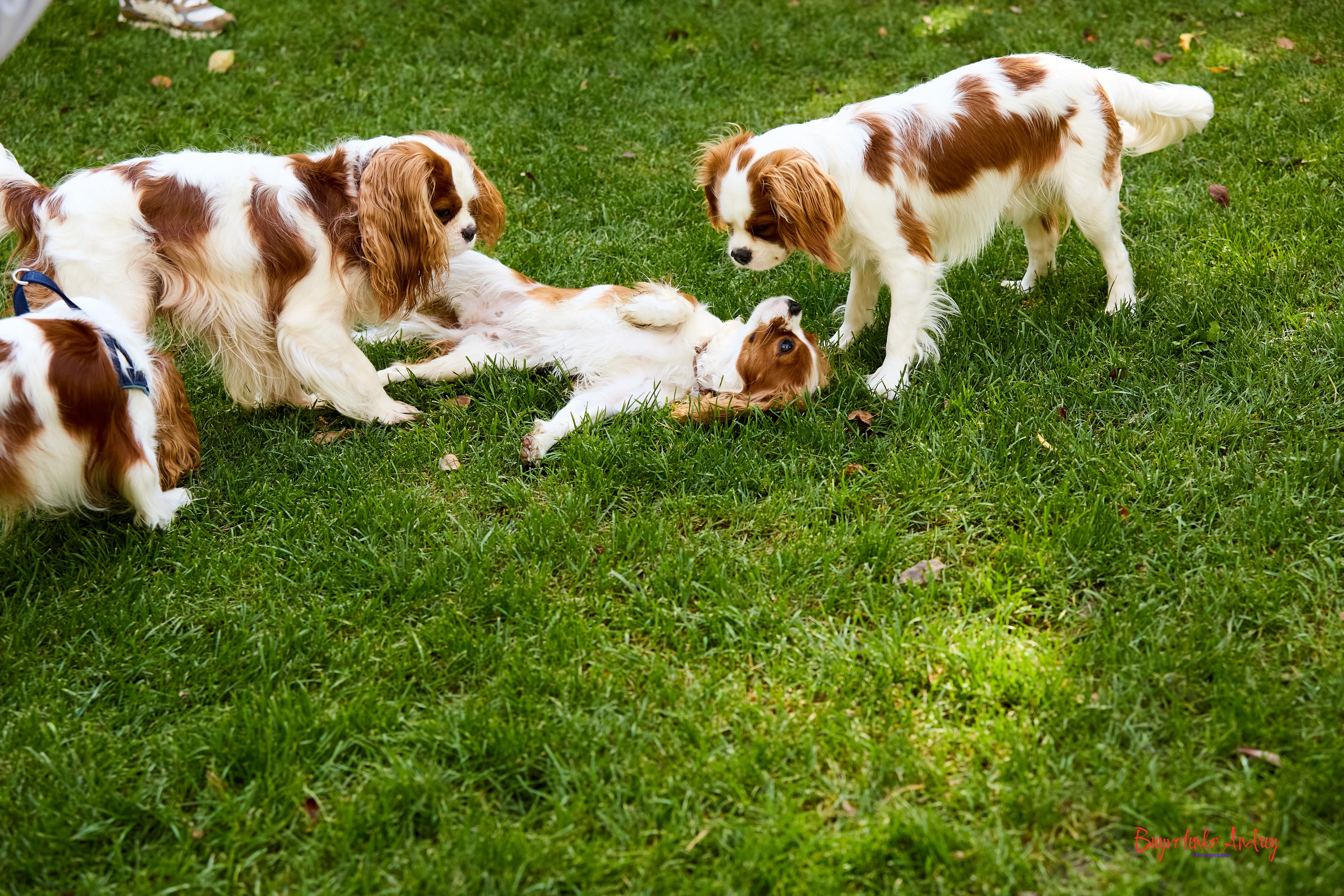 Фотопрогулка с кавалерами. Buyvolenko Andrey