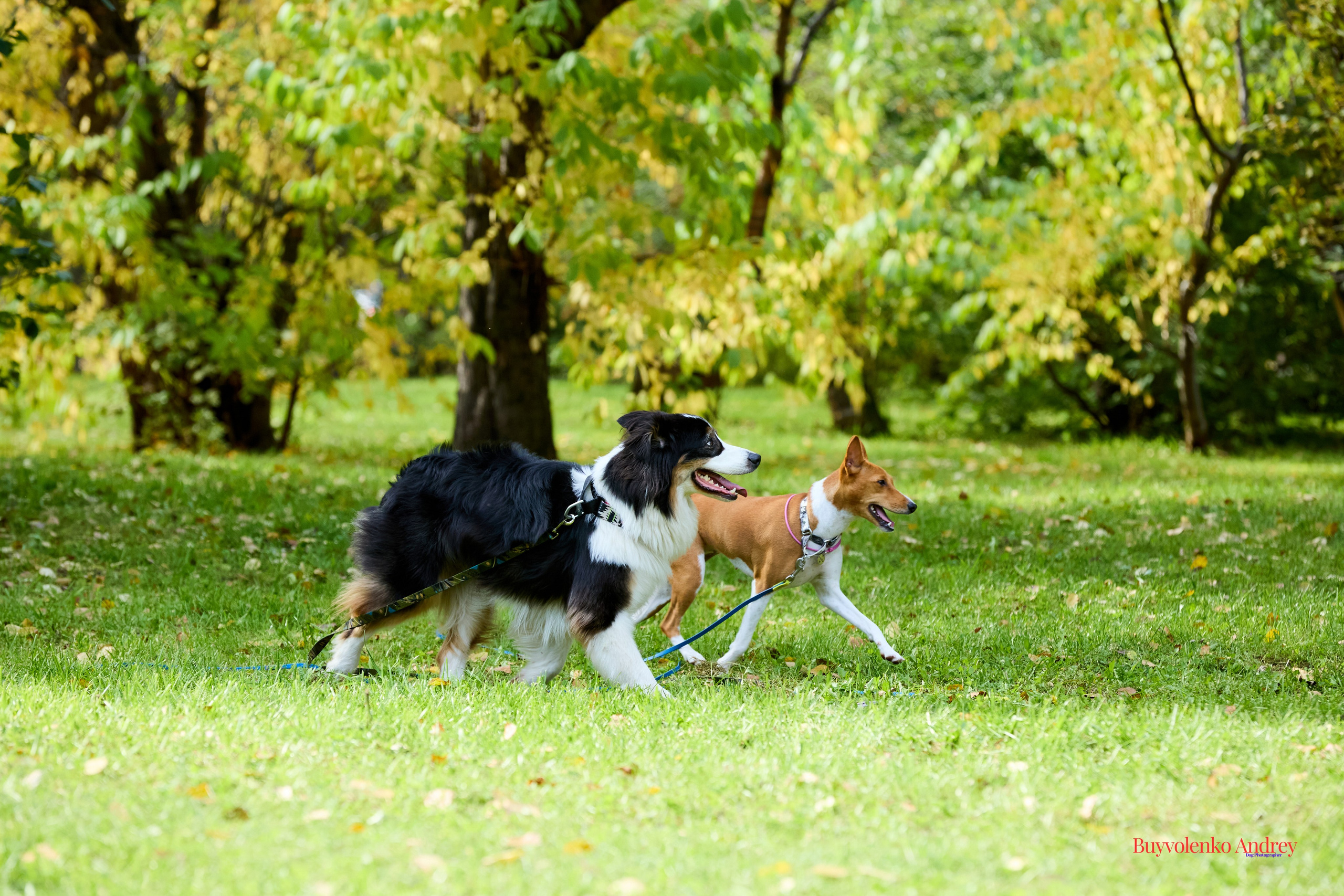 Басенджи и Аусси 21.09.2025. Buyvolenko Andrey