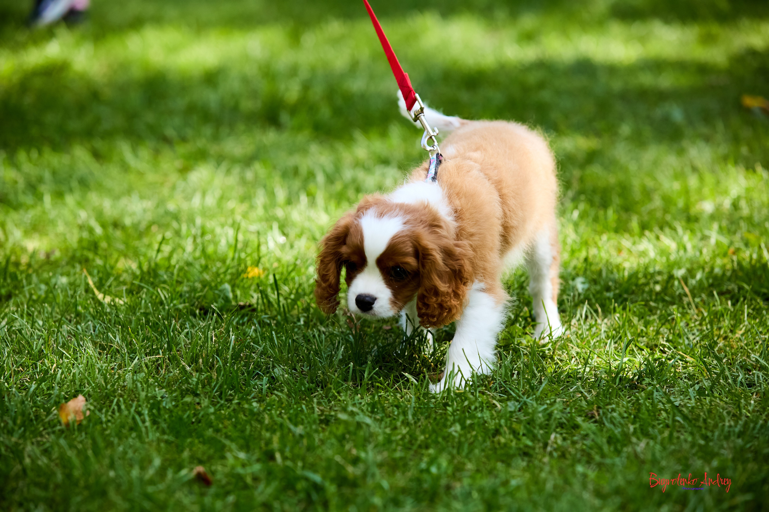 Фотопрогулка с кавалерами. Buyvolenko Andrey