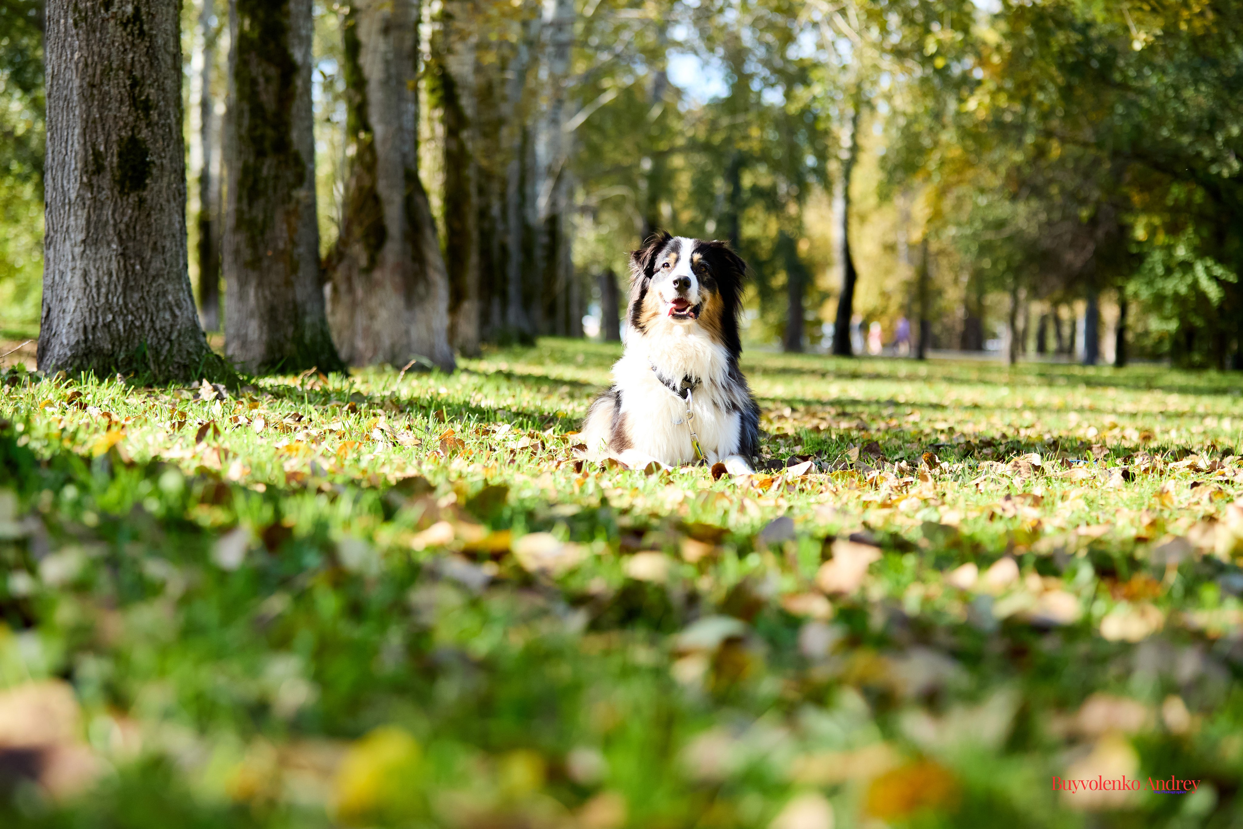 Басенджи и Аусси 21.09.2025. Buyvolenko Andrey