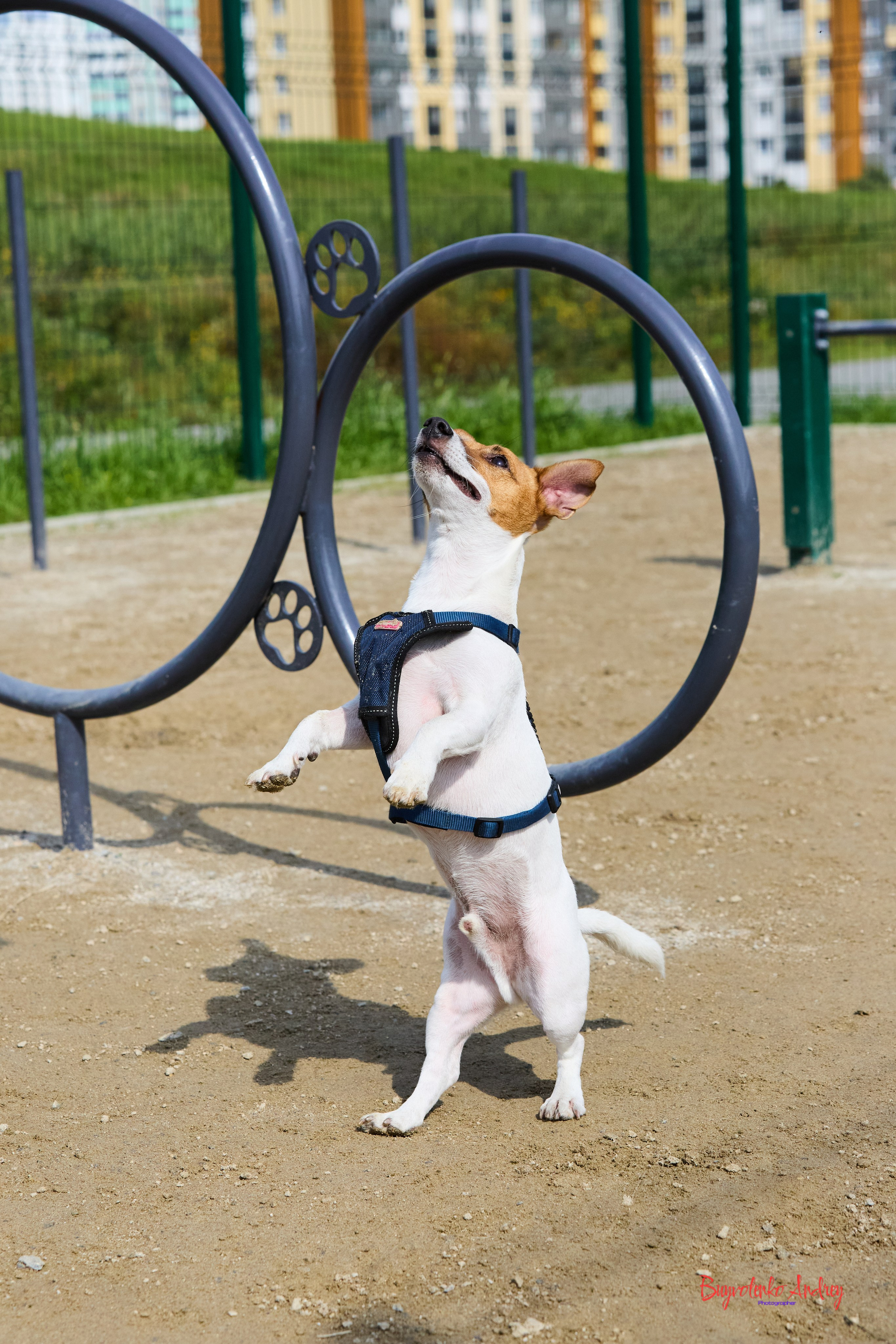 Проект фотопрогулка с хвостиком. Buyvolenko Andrey