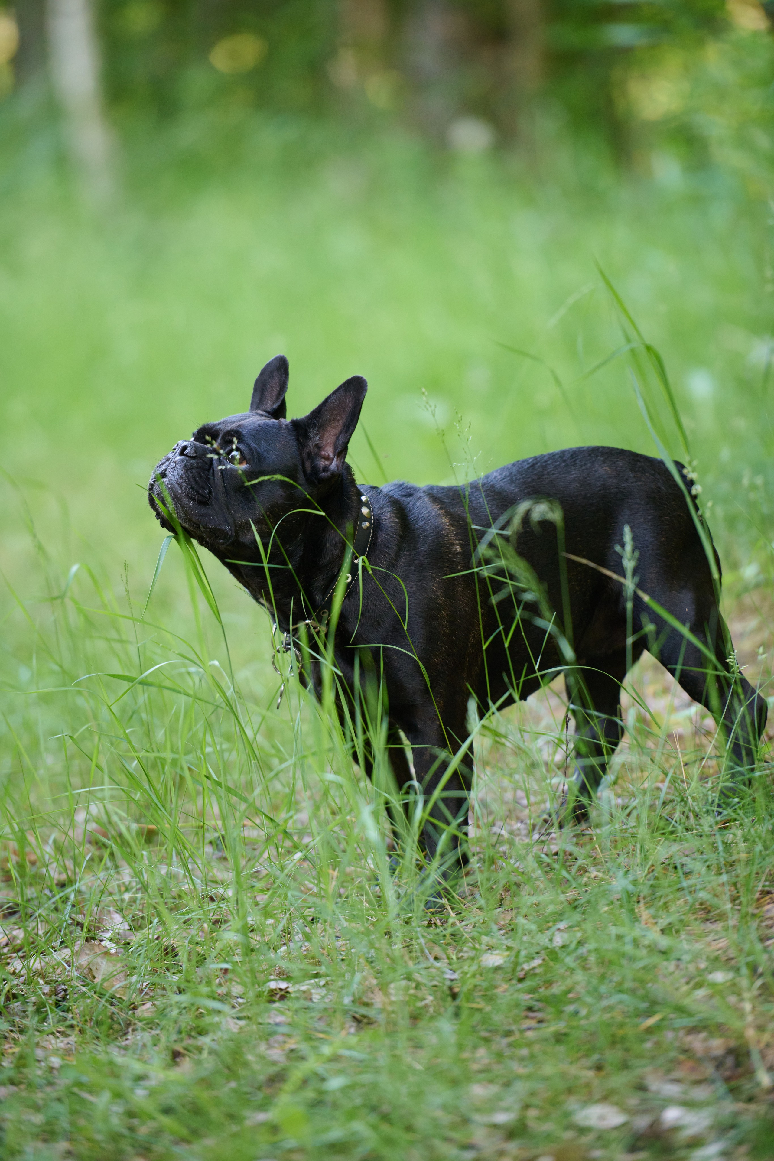 Семейная фотосессия с собакой. Репортажный и семейный фотограф — Шелихов Сергей