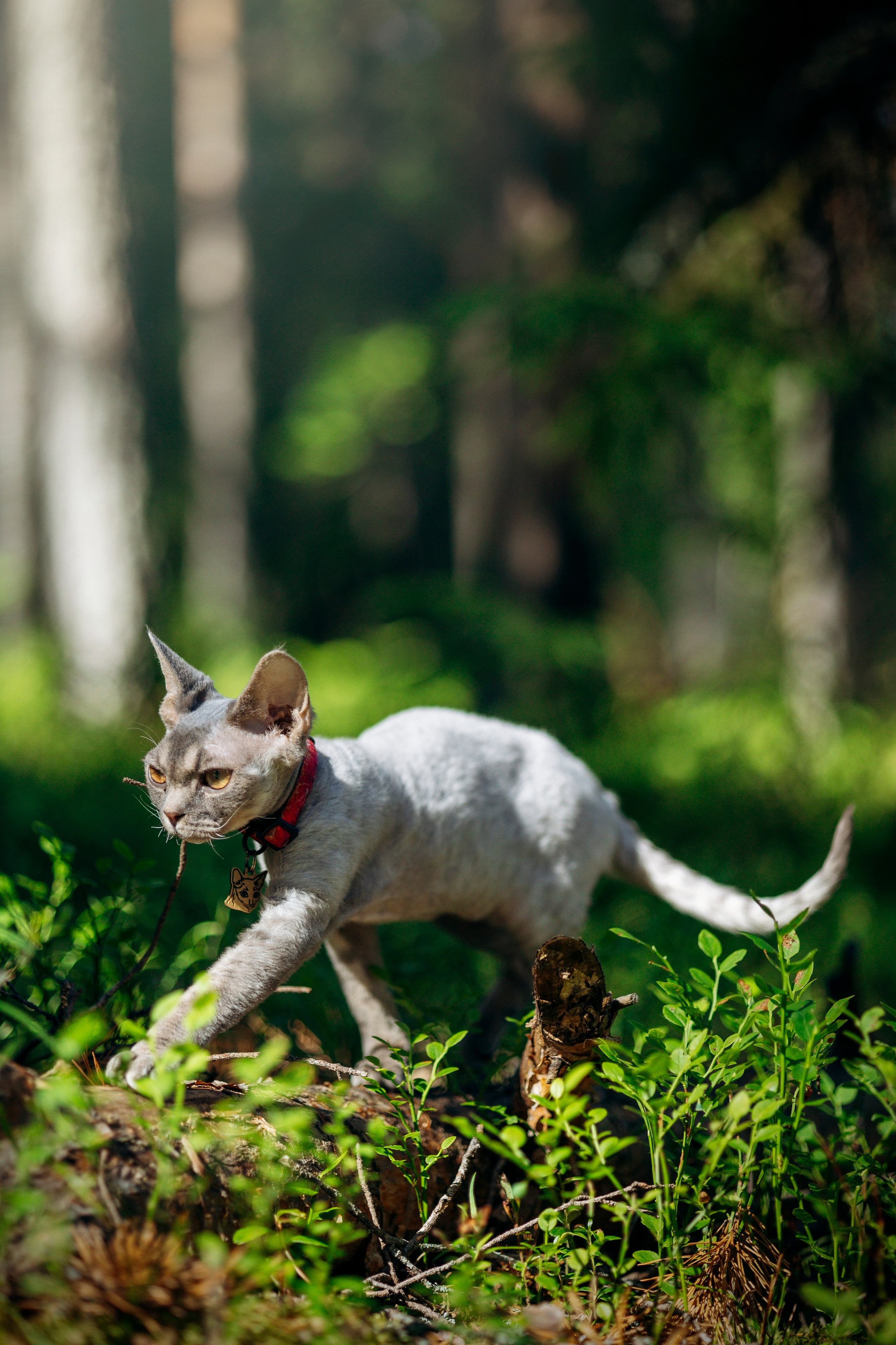 Котофеи и их семья. Фотограф — Анималист | Санкт-Петербург