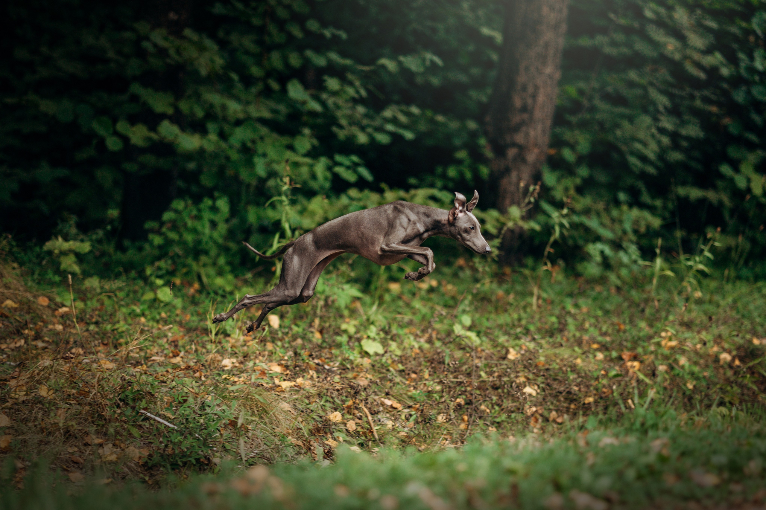 Лучик и ее семья. Фотограф — Анималист | Санкт-Петербург