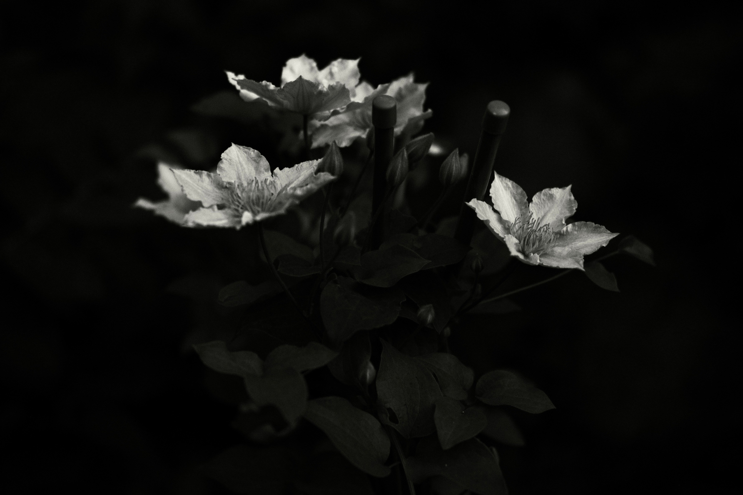 Природа. Фотограф Маргана Лоция