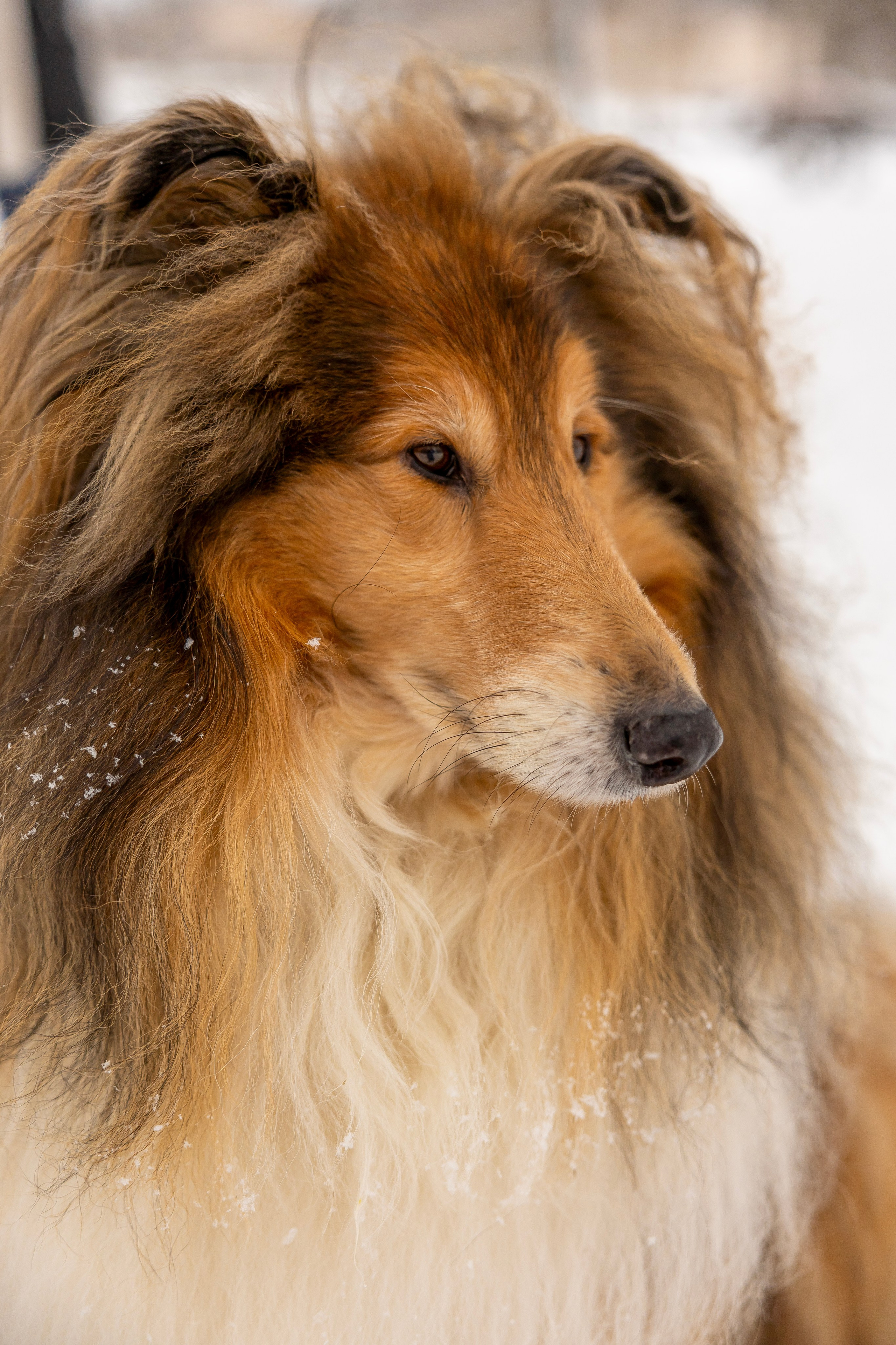 Фотосессия с питомцами (Анастасия, Габри и Лара). Фотограф Люся Воробьева