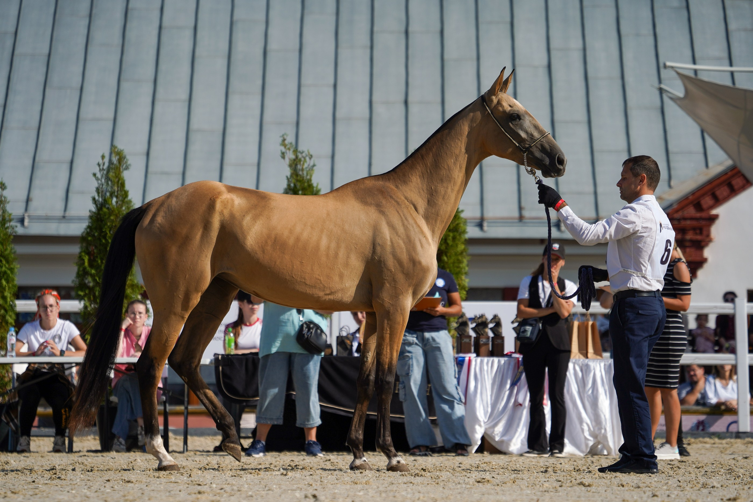 Чемпионат лошадей чистокровной ахалтекинской породы «КУБОК РОССИИ — 2024». Фотограф-анималист, портретный фотограф в Чебоксарах Мария Садыкова
