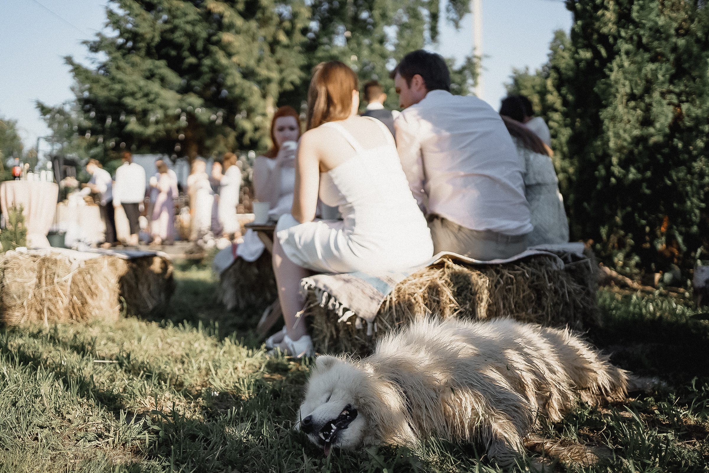 Анатолий и Ксения. Свадебный фотограф Александр Осипов