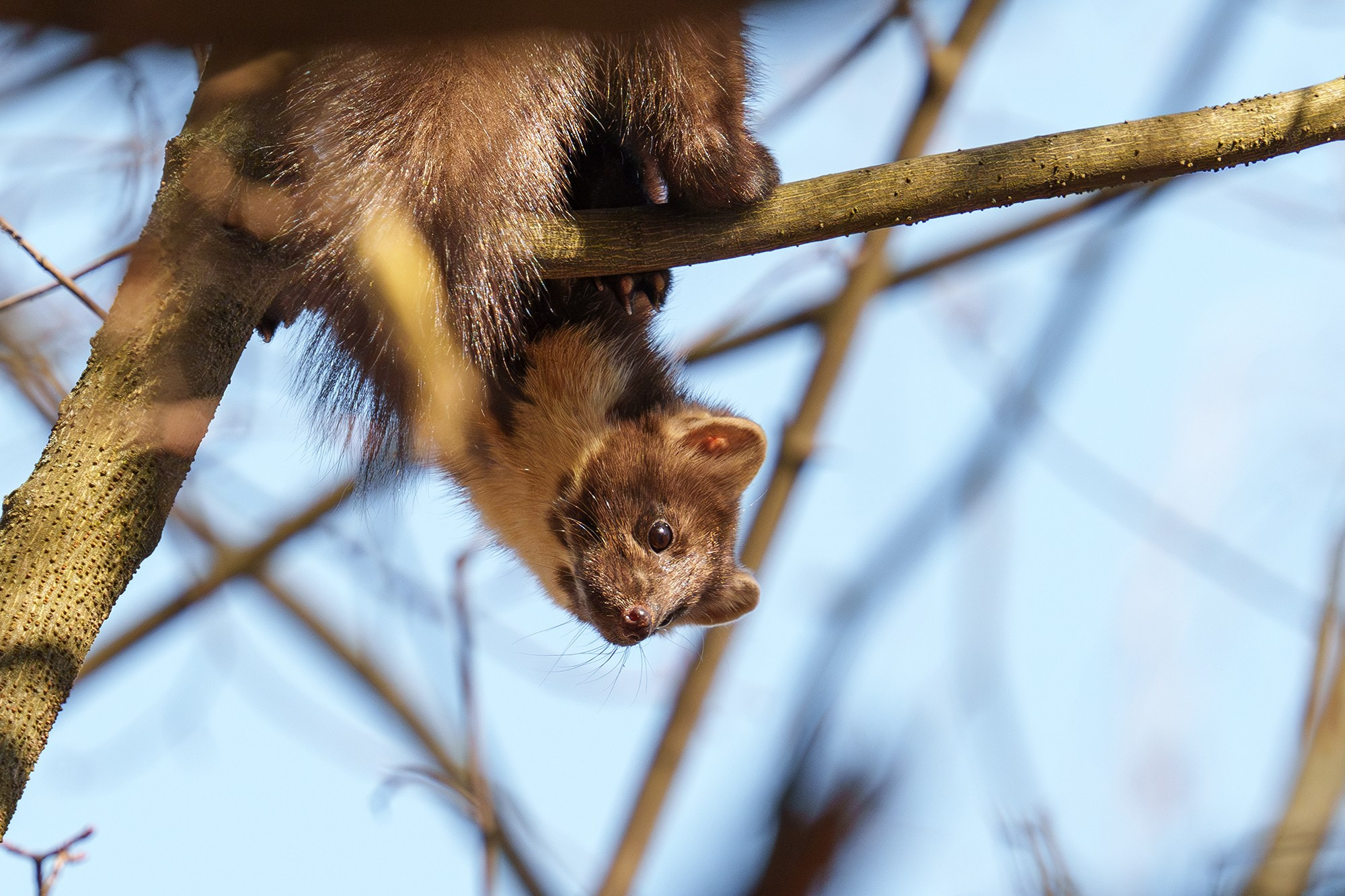 Животные. Ваш личный фотограф Марина Волкова