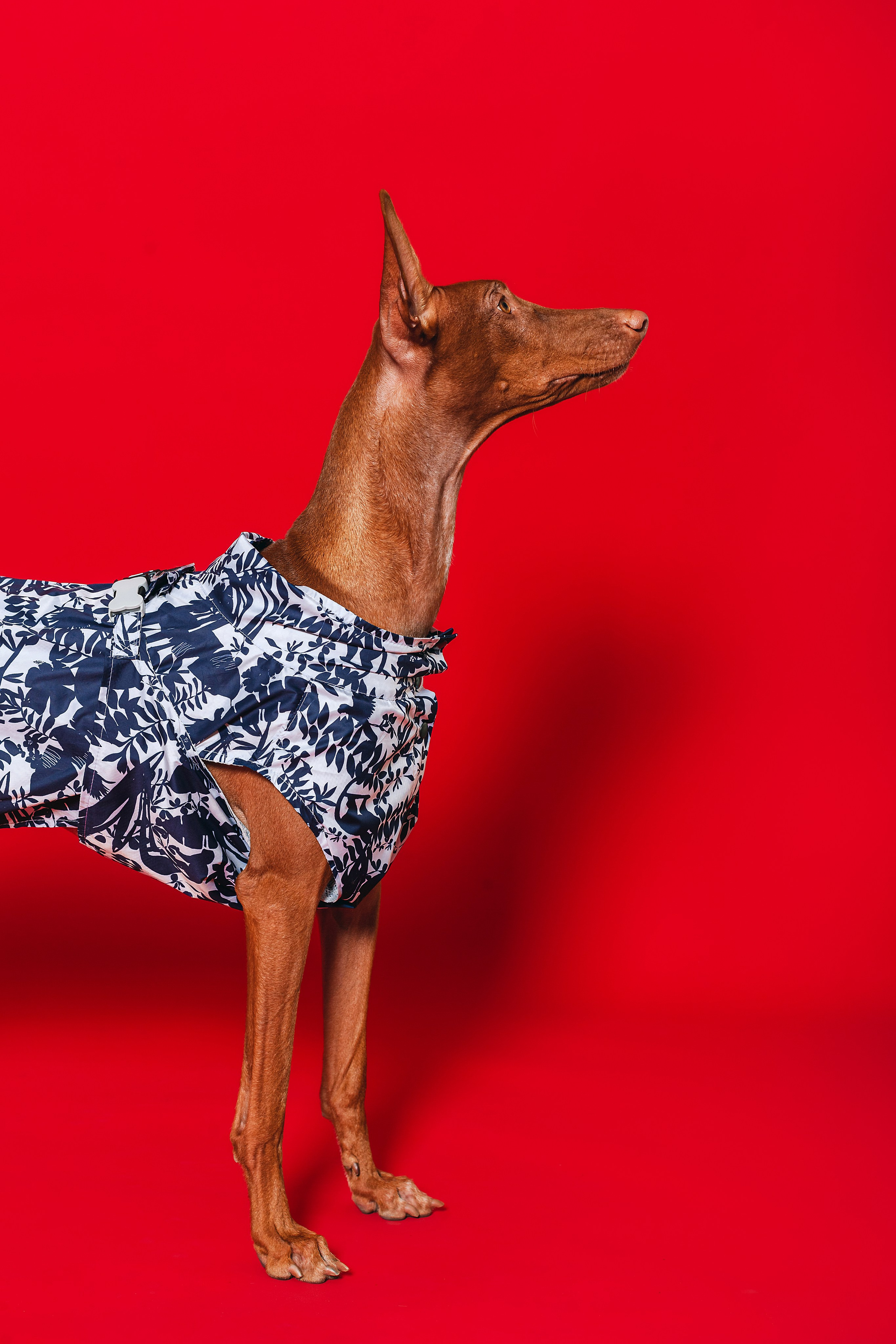 Съемка для бренда TEDDYBOY. Фотограф-анималист Татьяна Степанова