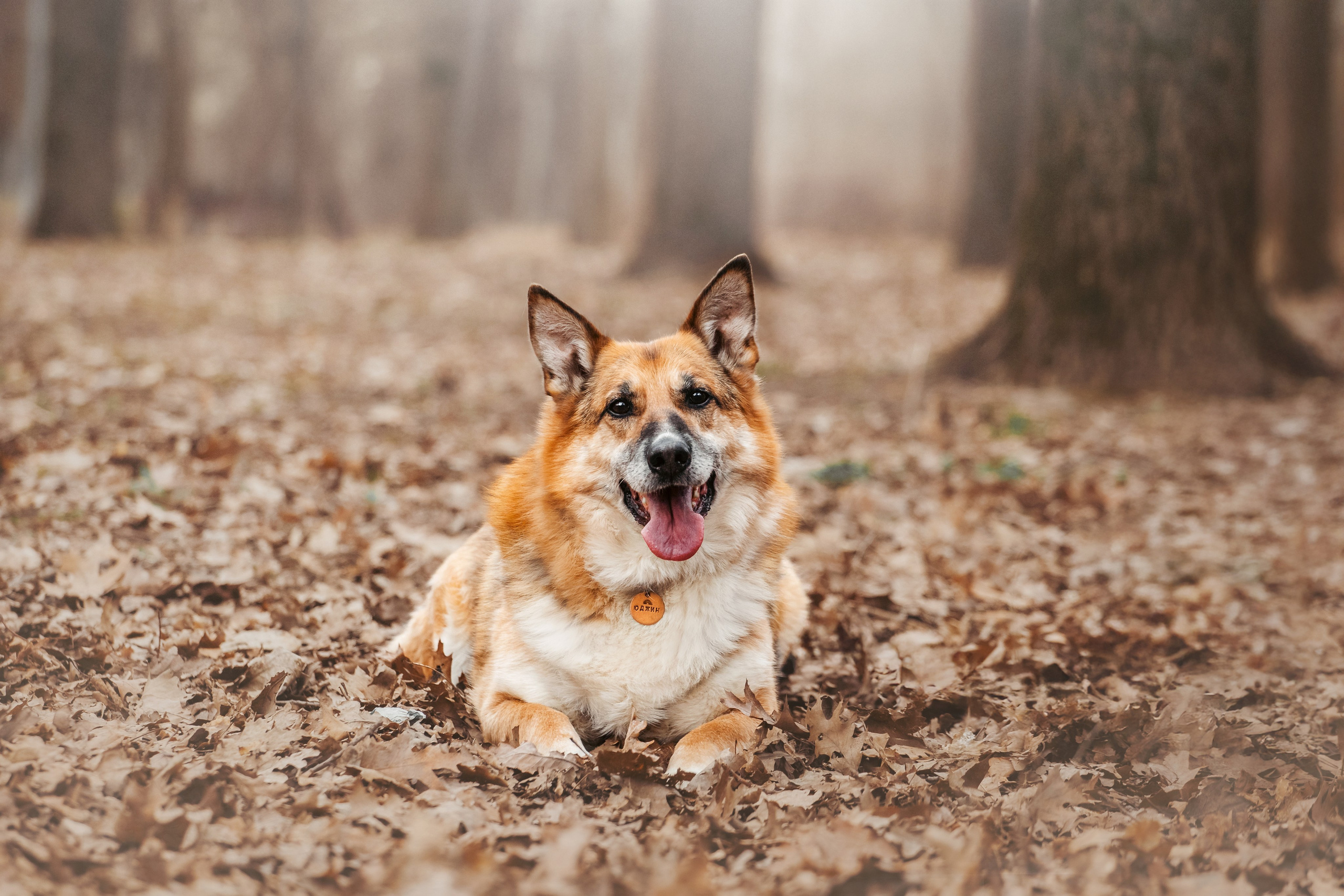 Собаки из приюта Дубовая роща весна 2025. Фотограф-анималист Татьяна Степанова