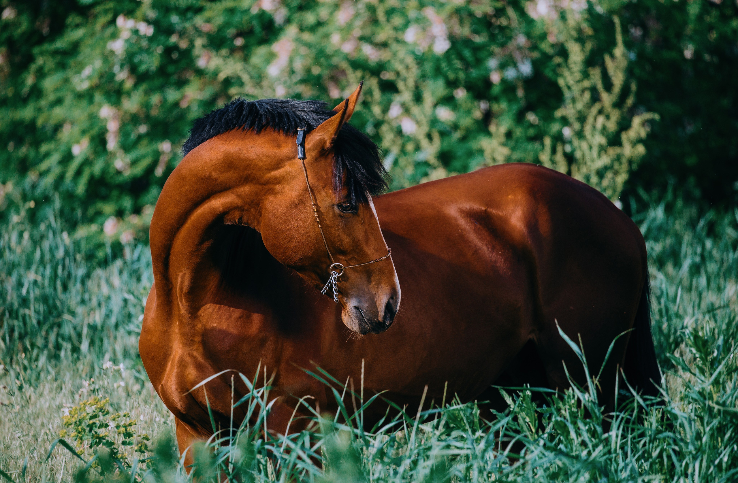 На природе. Фотограф-анималист Ксендзова Кристина
