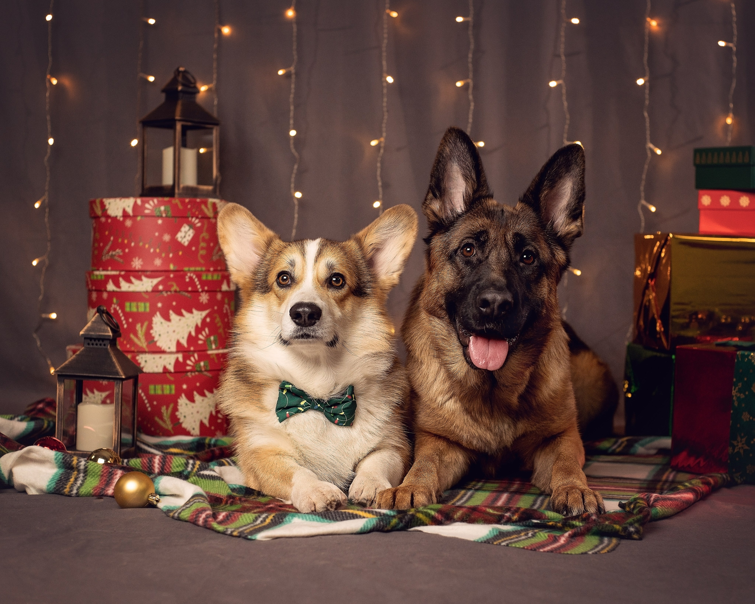 Новогодний. YULA KOLESOVA | Фотограф — Анималист | Художник | Тюмень