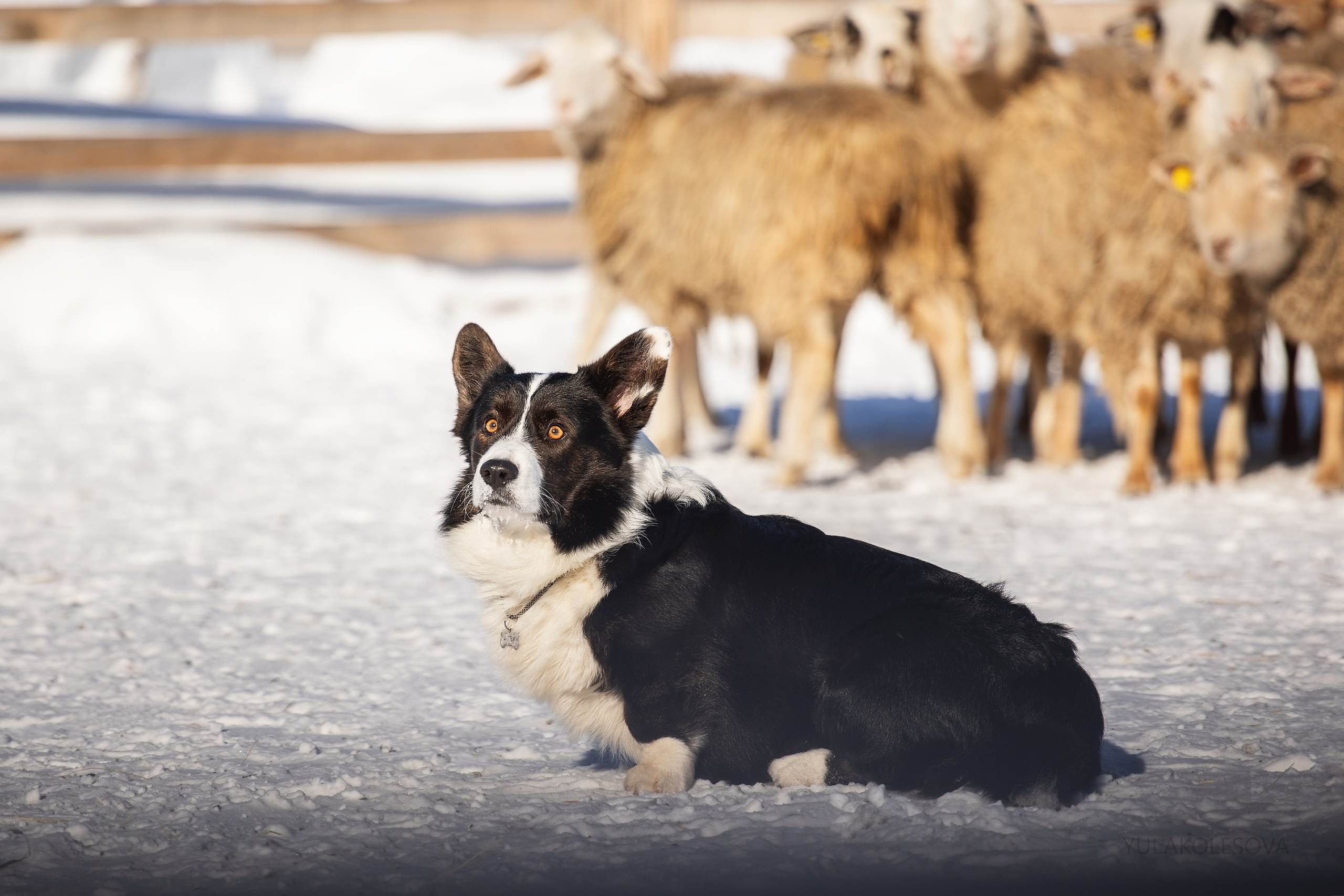 Коргитуса 2.03.2024. YULA KOLESOVA | Фотограф — Анималист | Художник | Тюмень