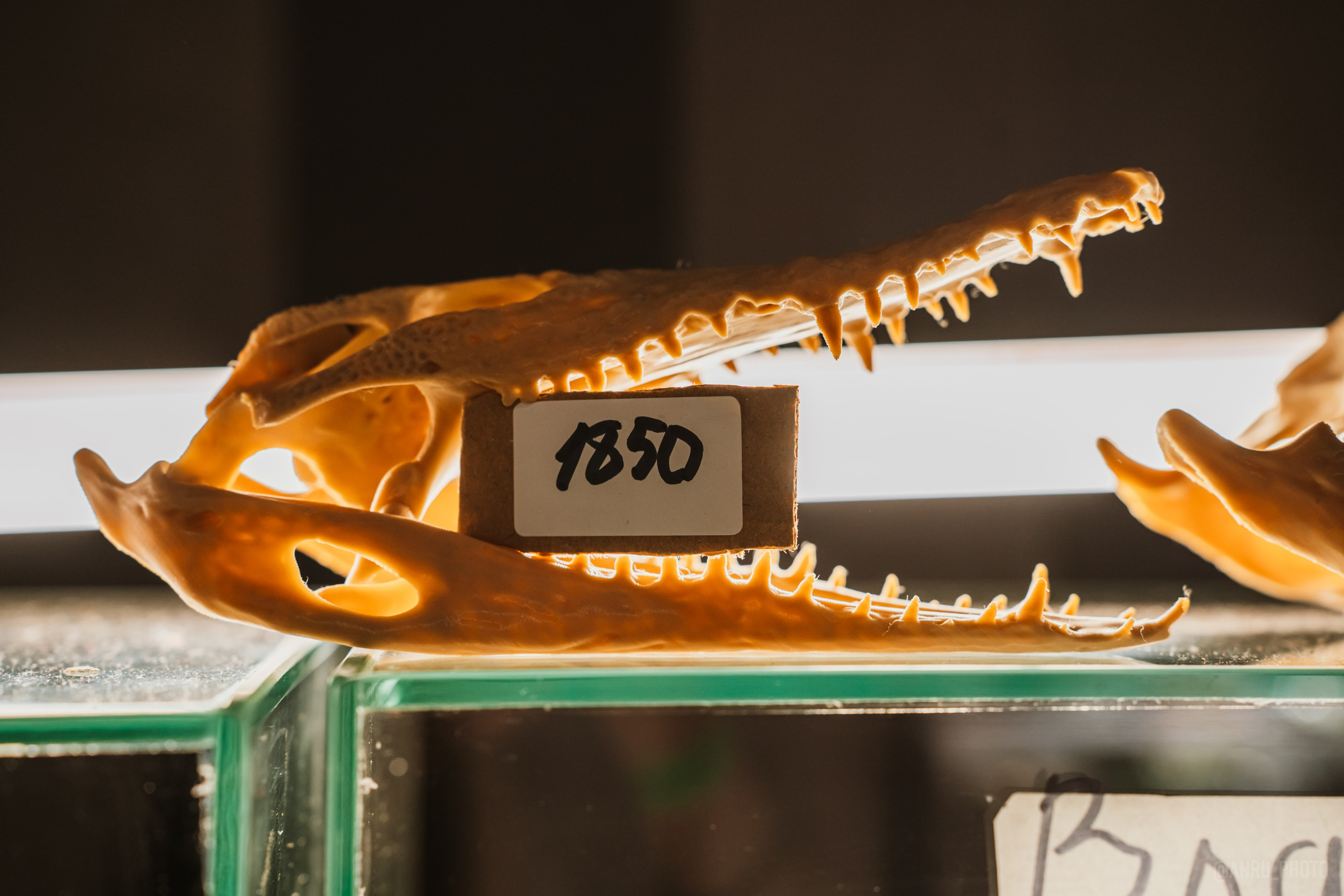 Рептилиум (ручная работа). Репортажный фотограф Анастасия Рубцова