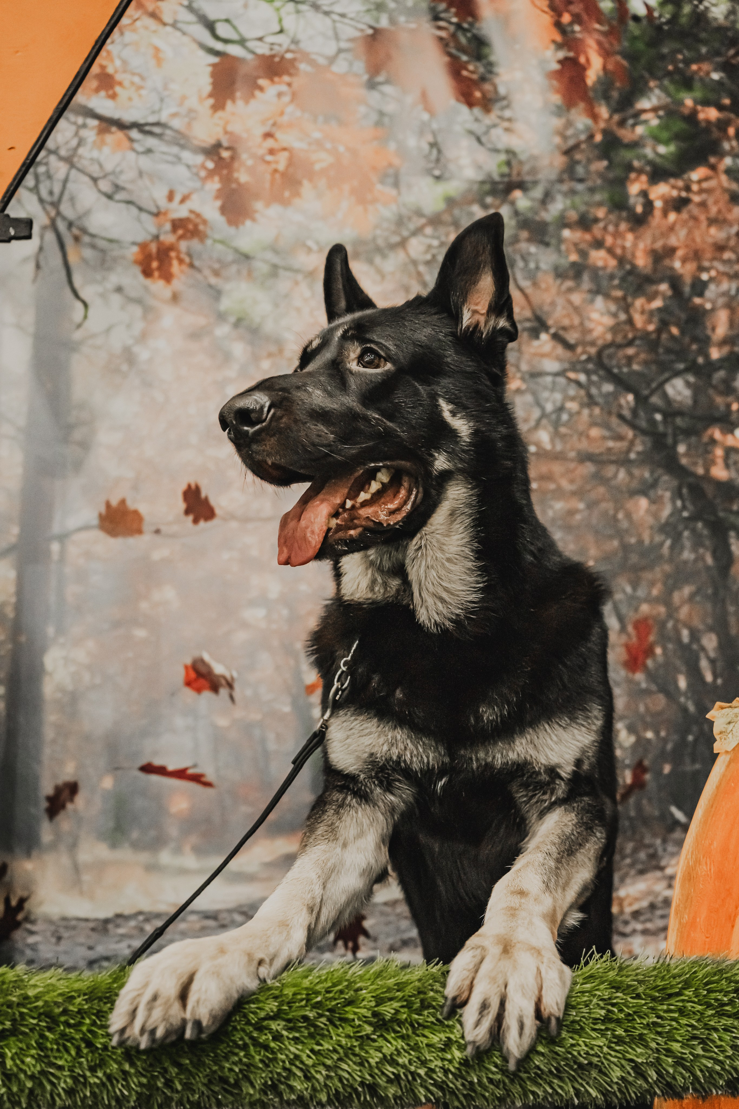 Международная выставка собак всех пород. Репортажный фотограф Анастасия Рубцова
